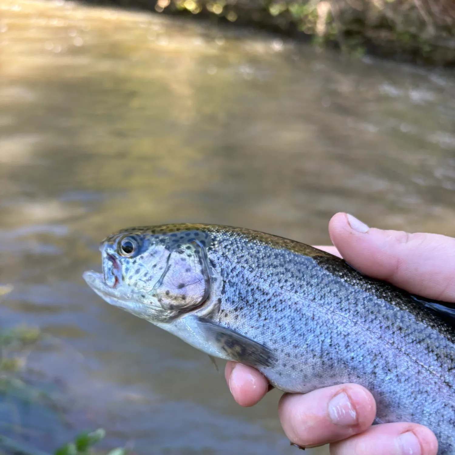 Rainbow trout caught on Fishbrain