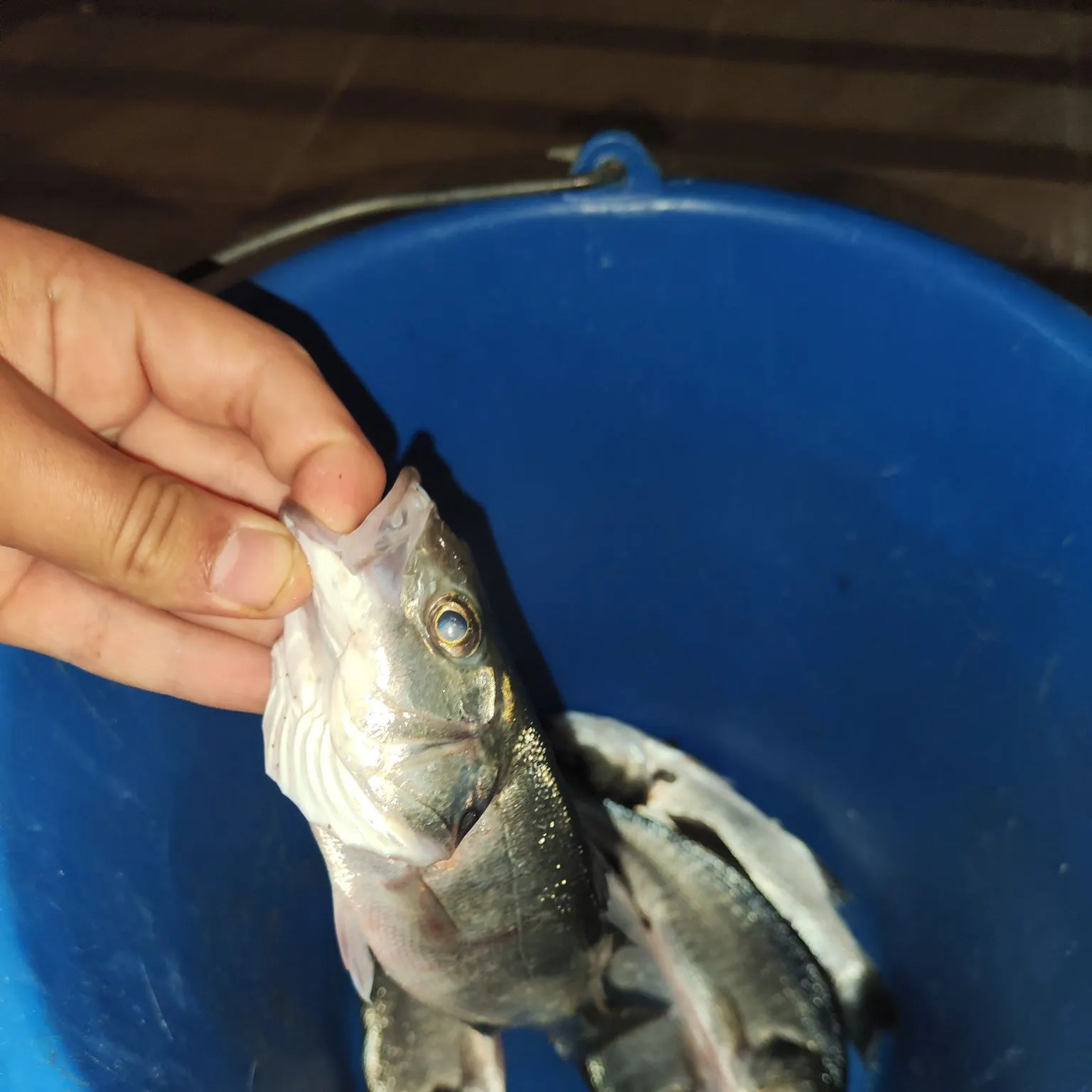 The most recent European seabass catches on Fishbrain