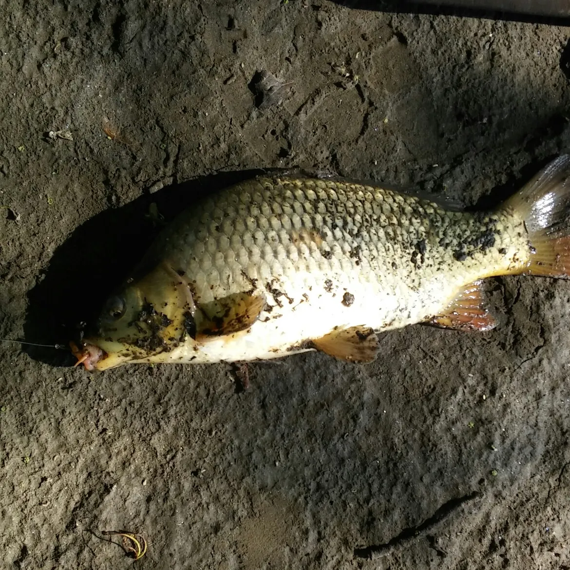 Common carp caught on Fishbrain