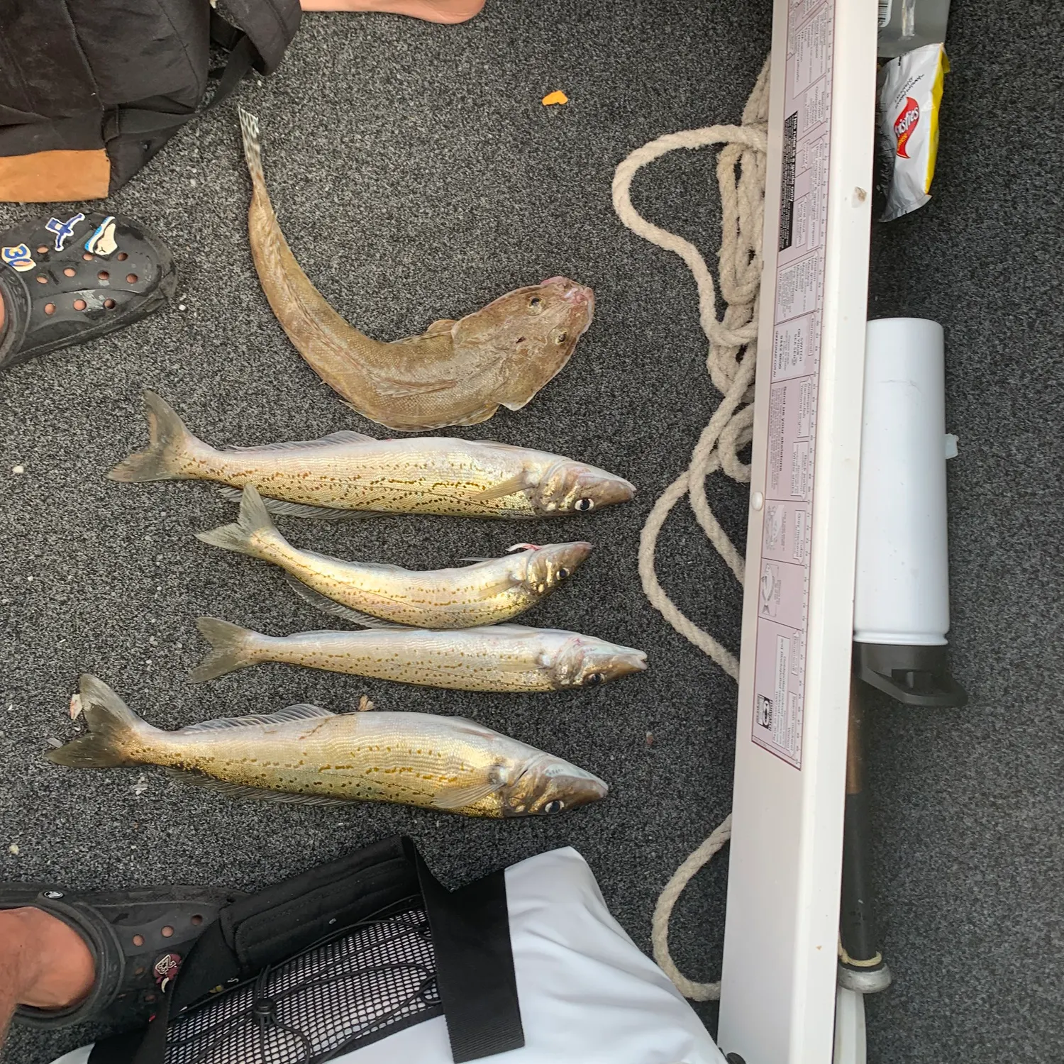 recently logged catches