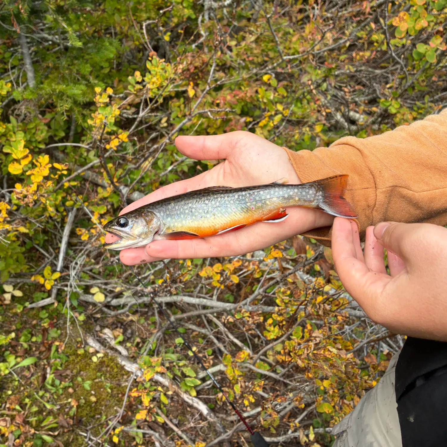 Brook trout caught on Fishbrain