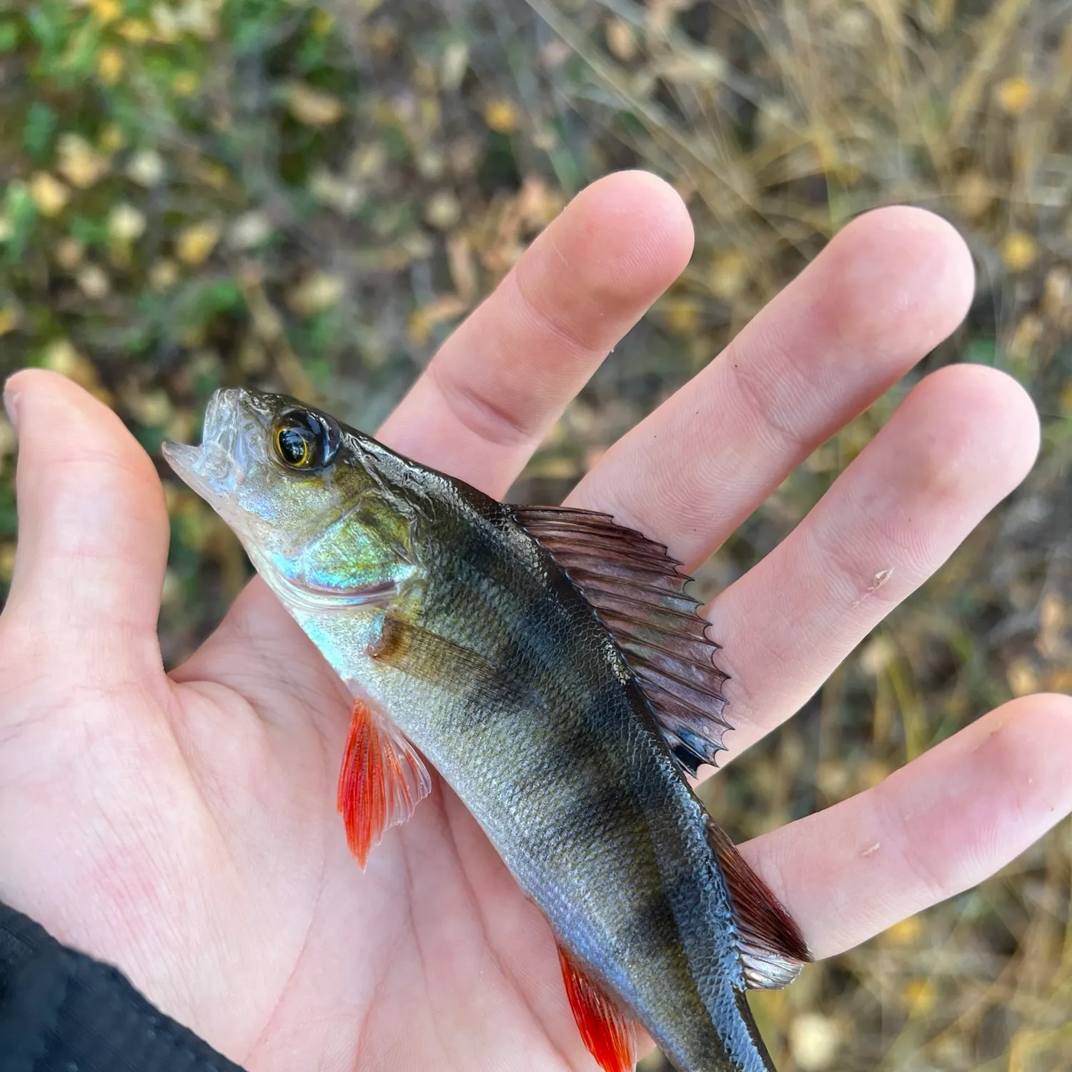European perch caught on Fishbrain