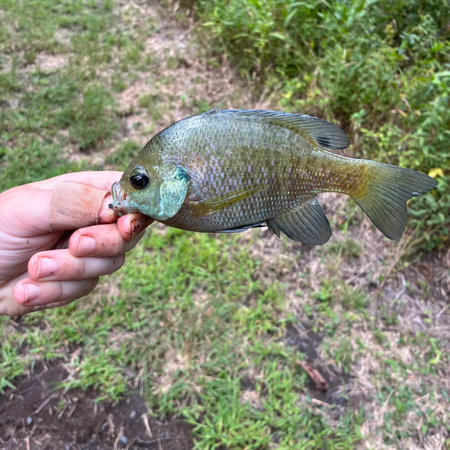 Bluegill caught on Fishbrain