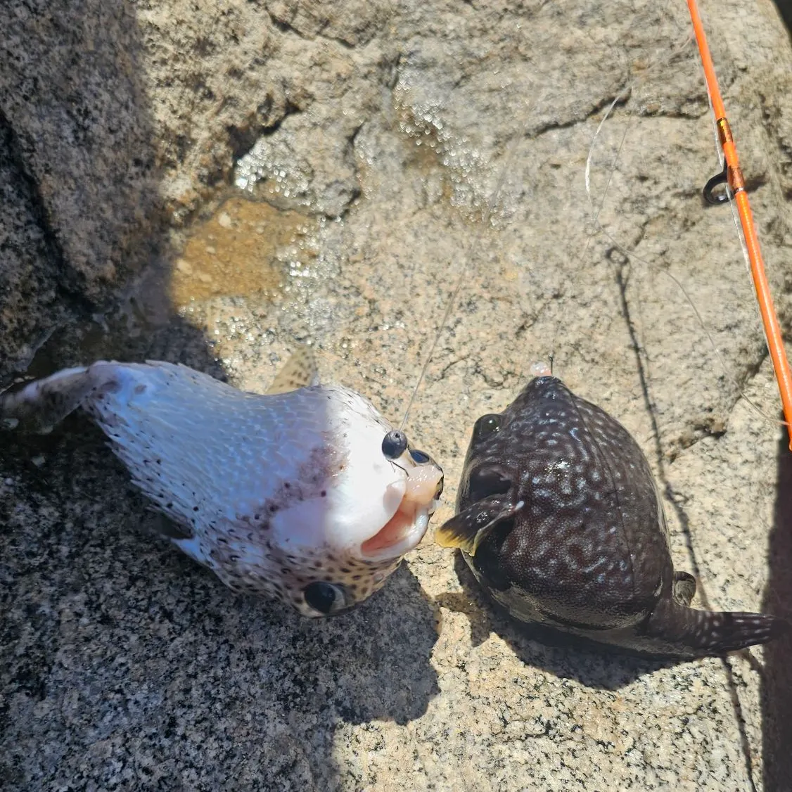 The most recent Spider-eye puffer catches on Fishbrain