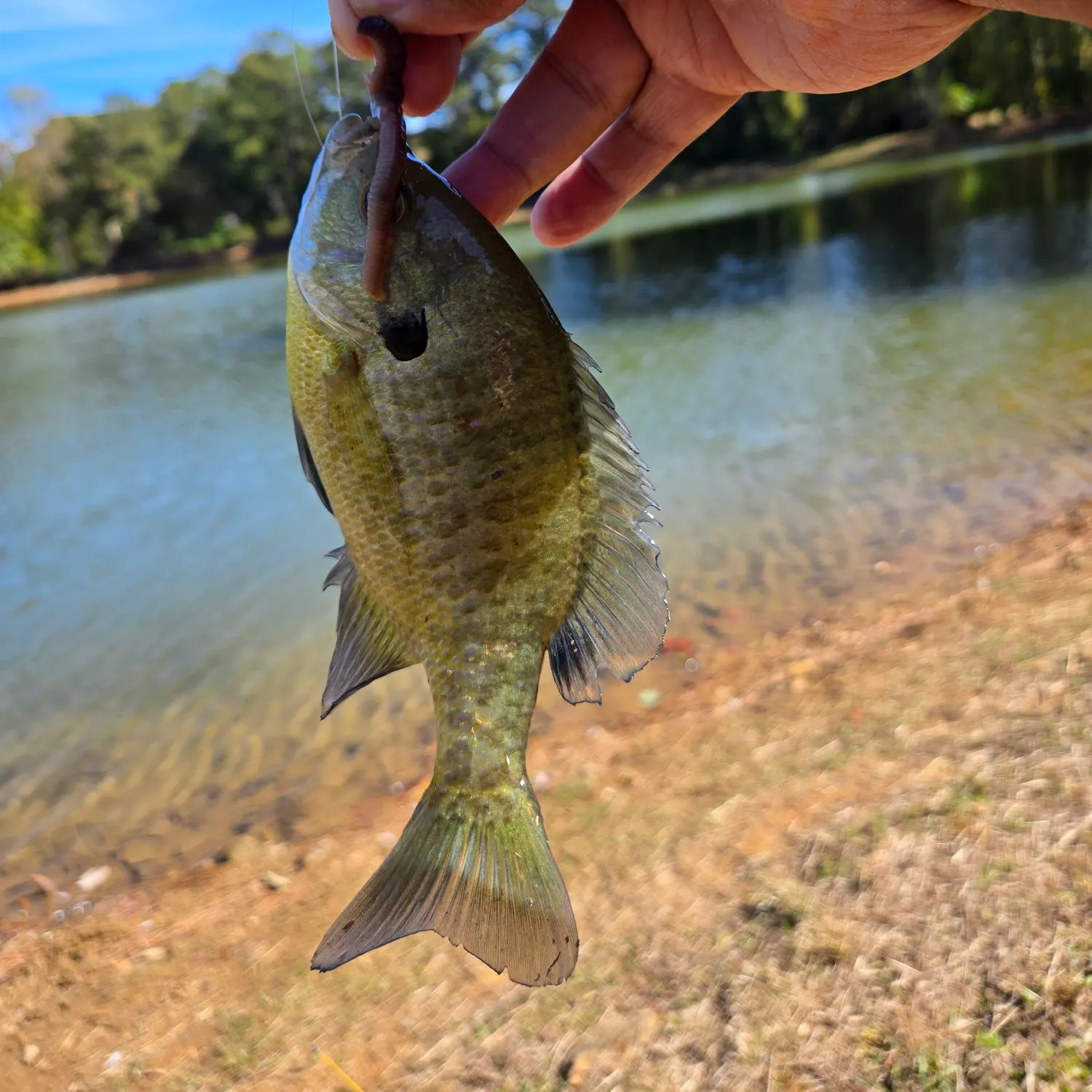 Bluegill caught on Fishbrain
