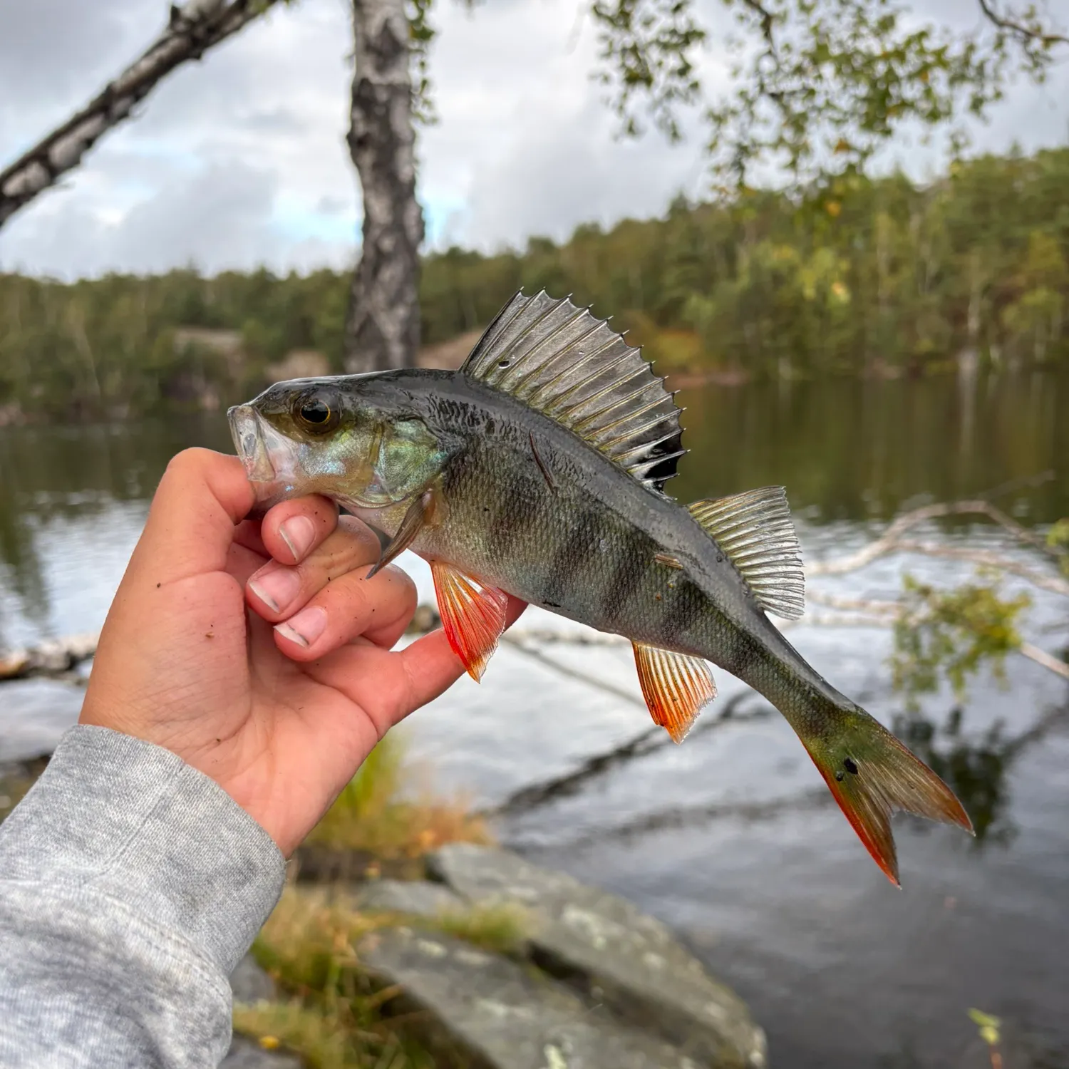 European perch caught on Fishbrain