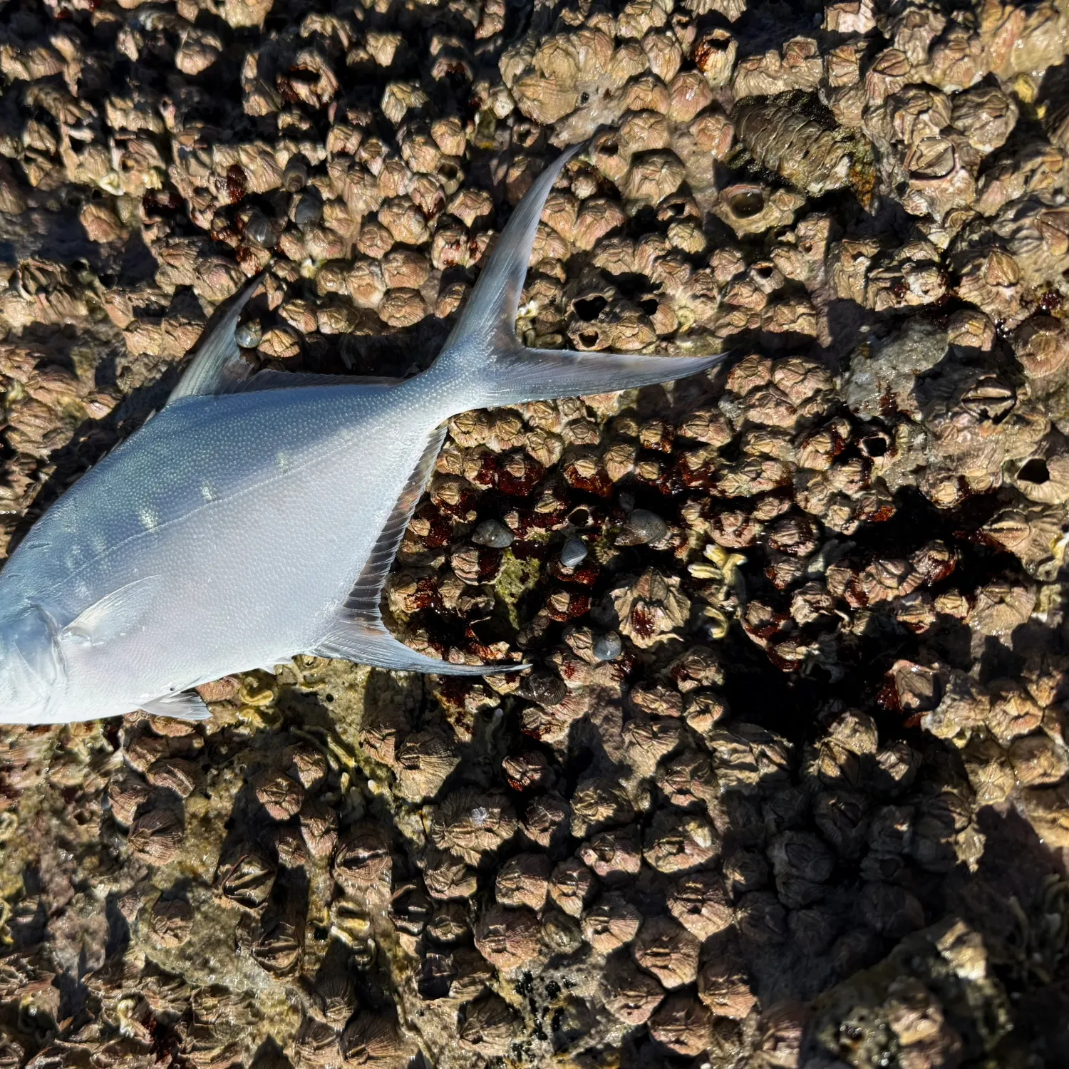 The most recent Swallowtail dart catches on Fishbrain