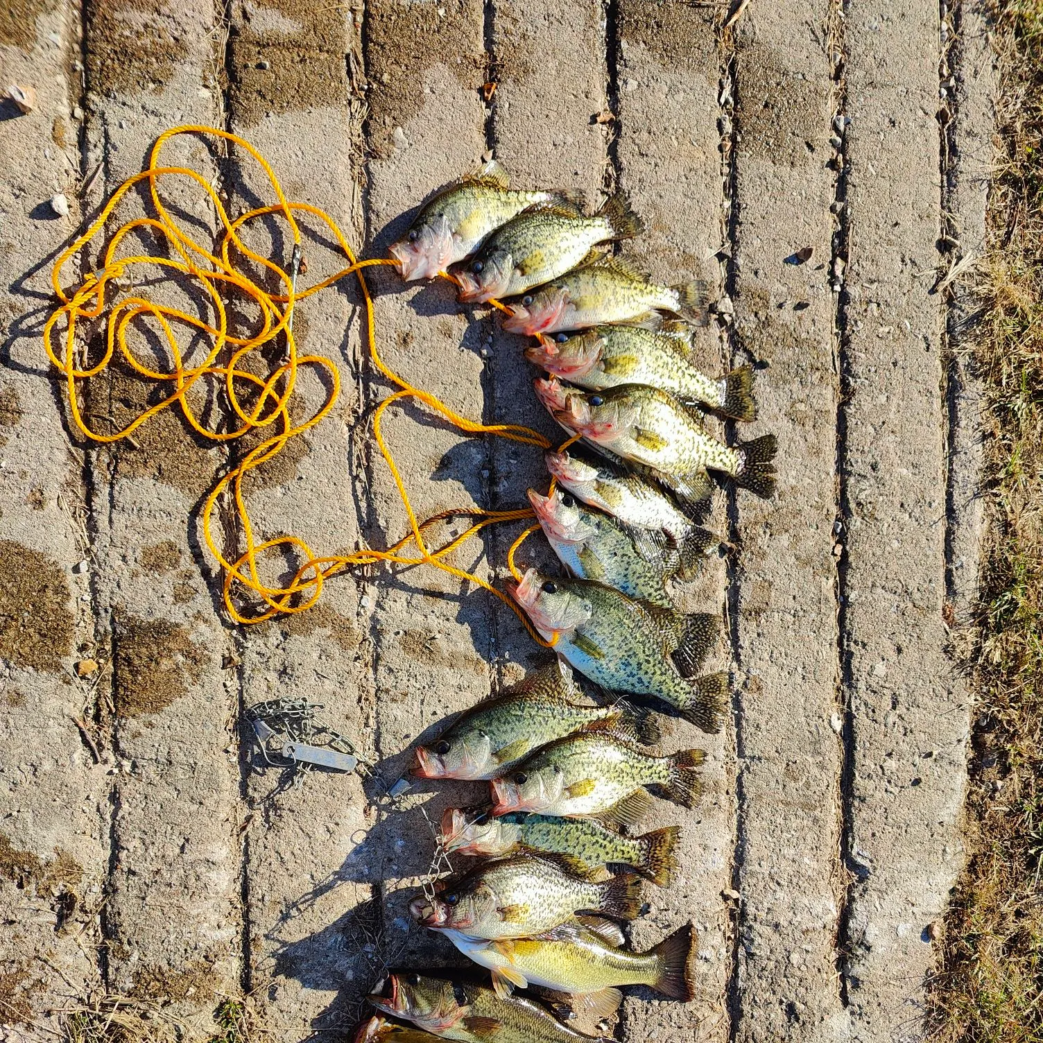 Black crappie caught on Fishbrain