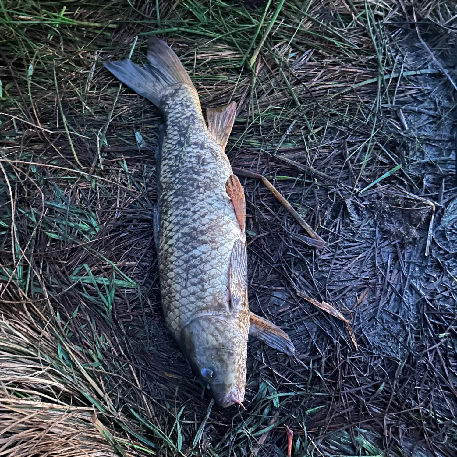 Common carp caught on Fishbrain