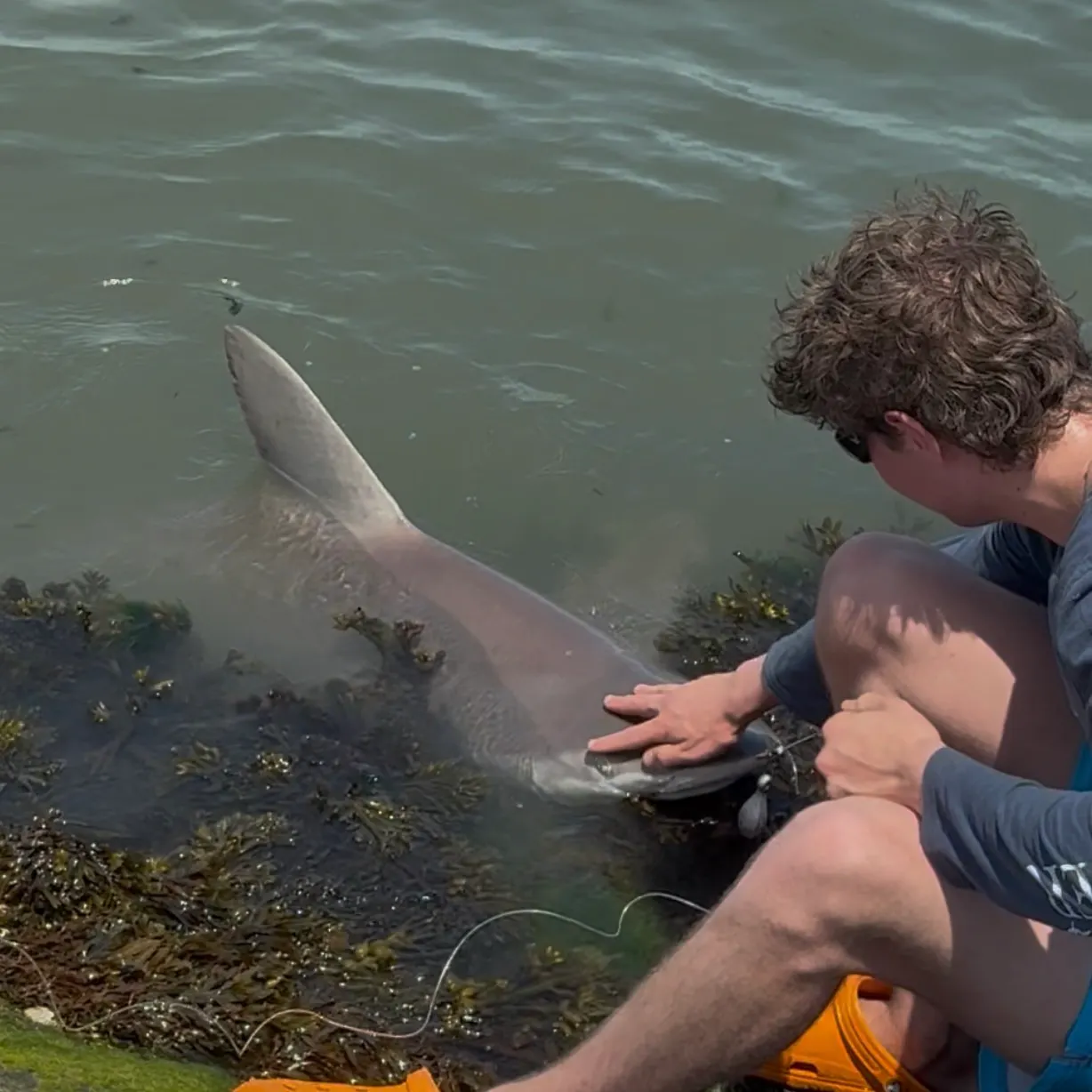 The most recent Sandbar shark catches on Fishbrain