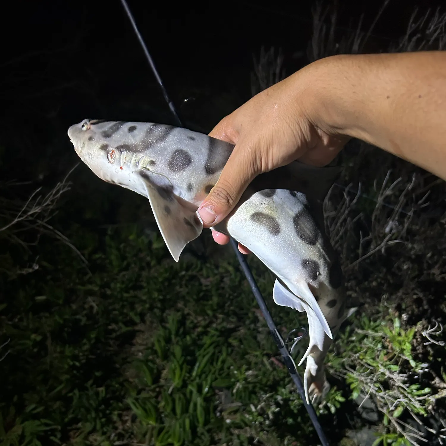 Leopard shark caught on Fishbrain