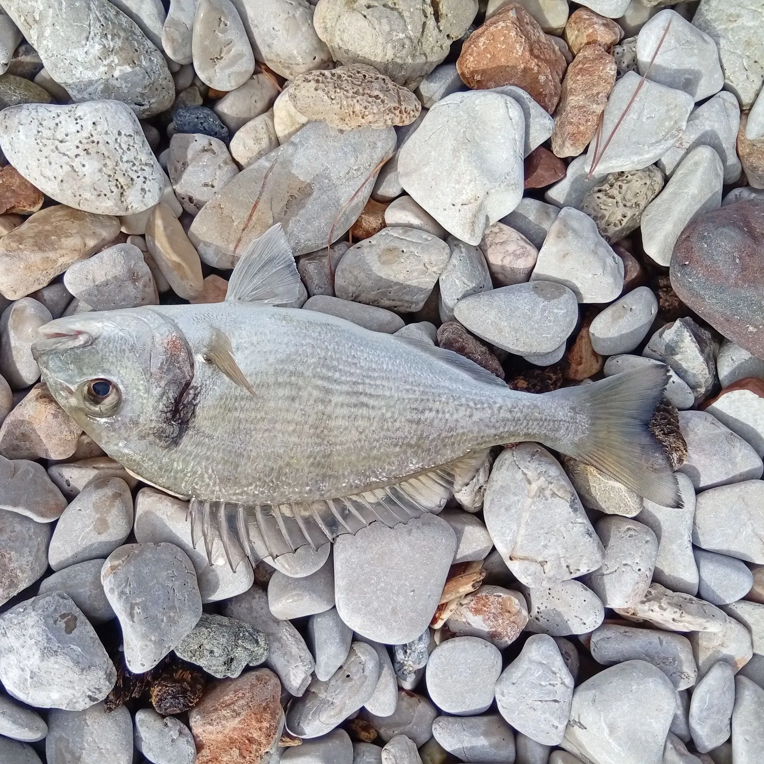 Gilthead seabream caught on Fishbrain