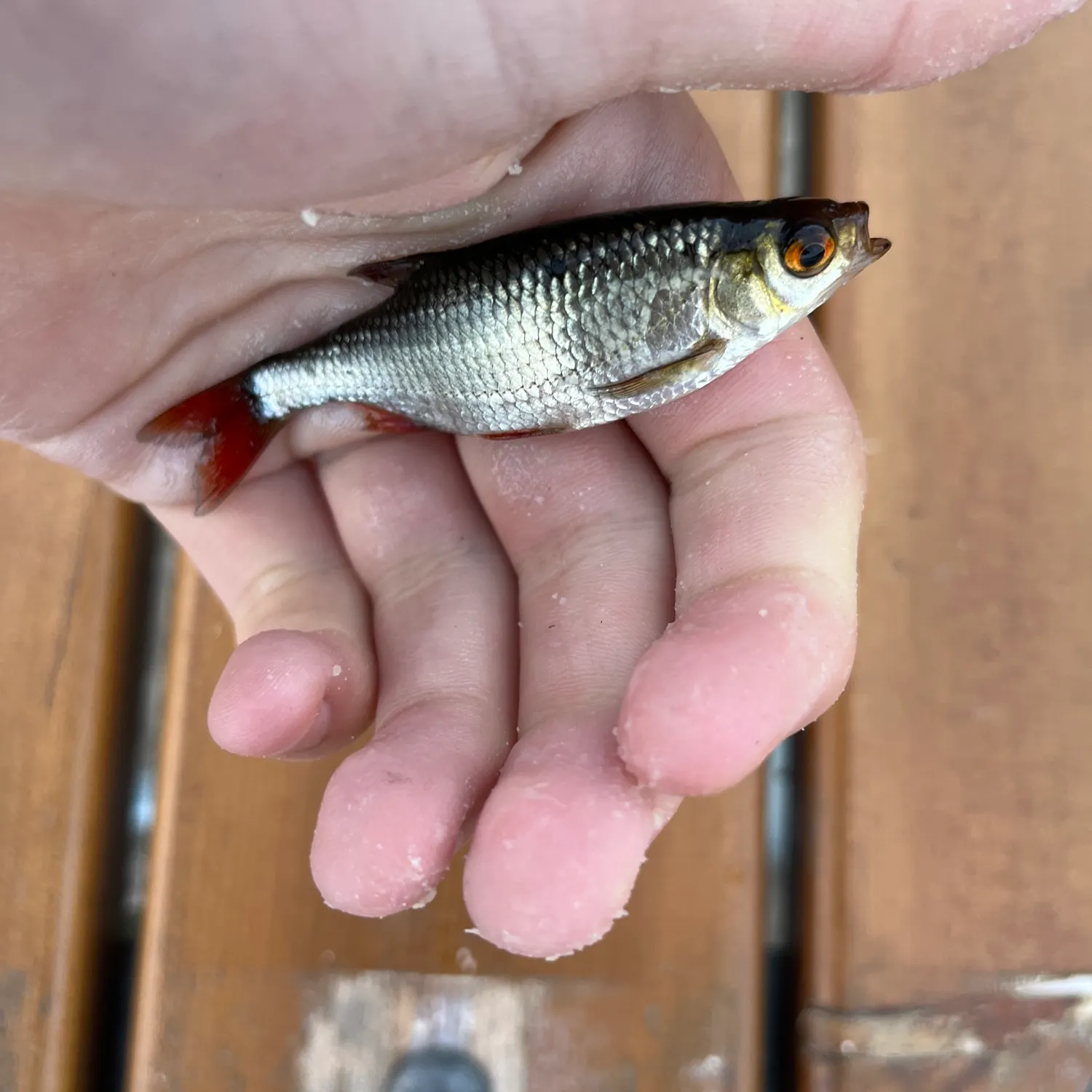Common roach caught on Fishbrain