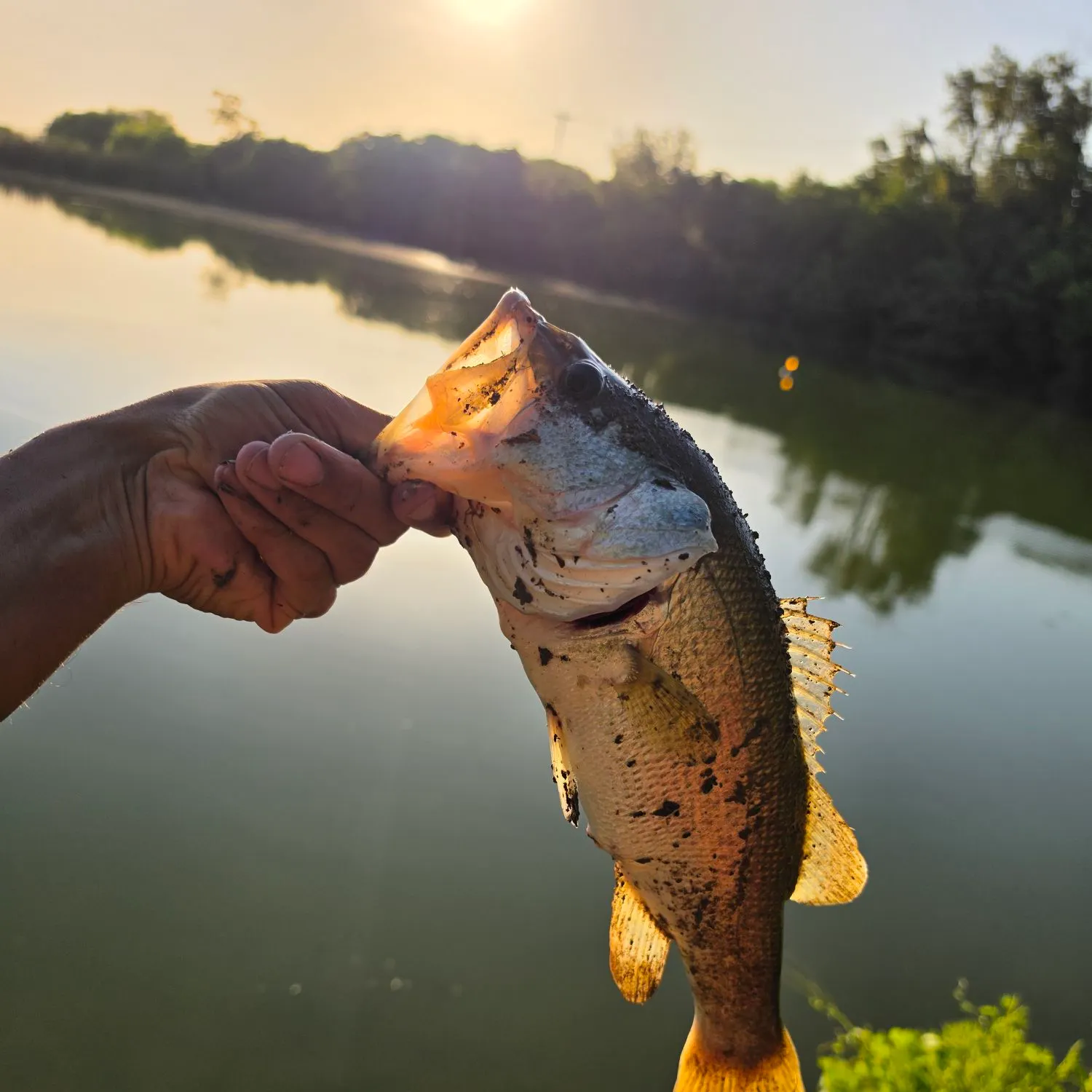 Largemouth bass caught on Fishbrain
