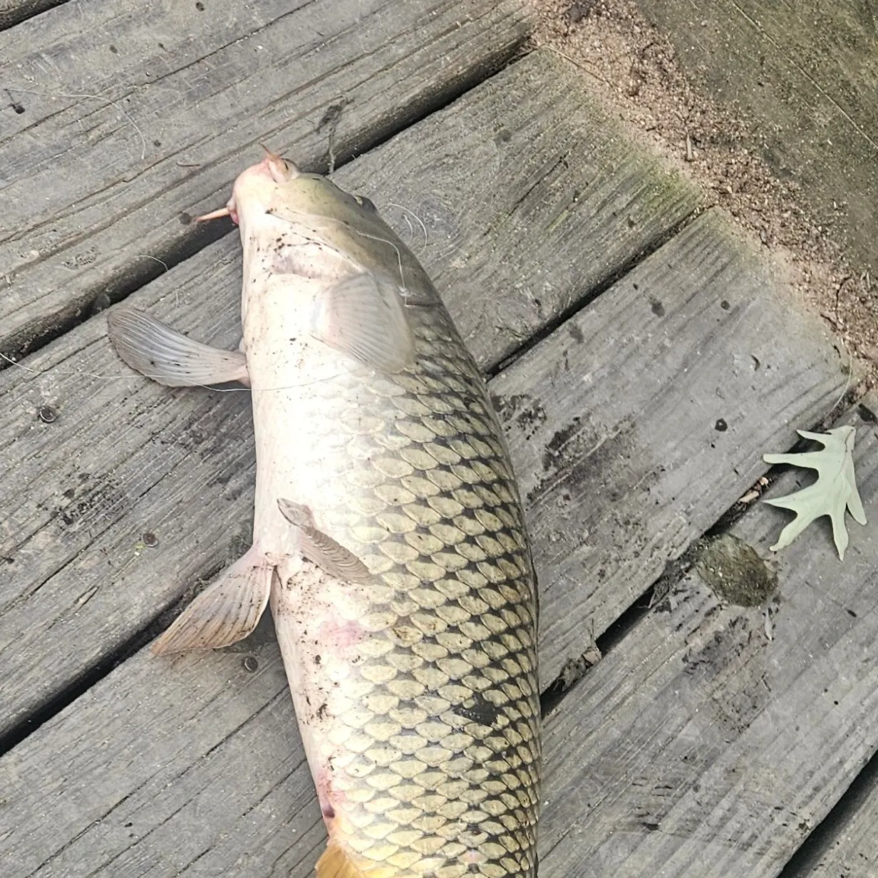 Common carp caught on Fishbrain