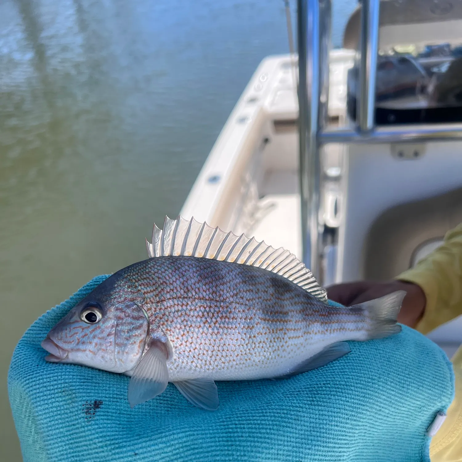 Pigfish caught on Fishbrain