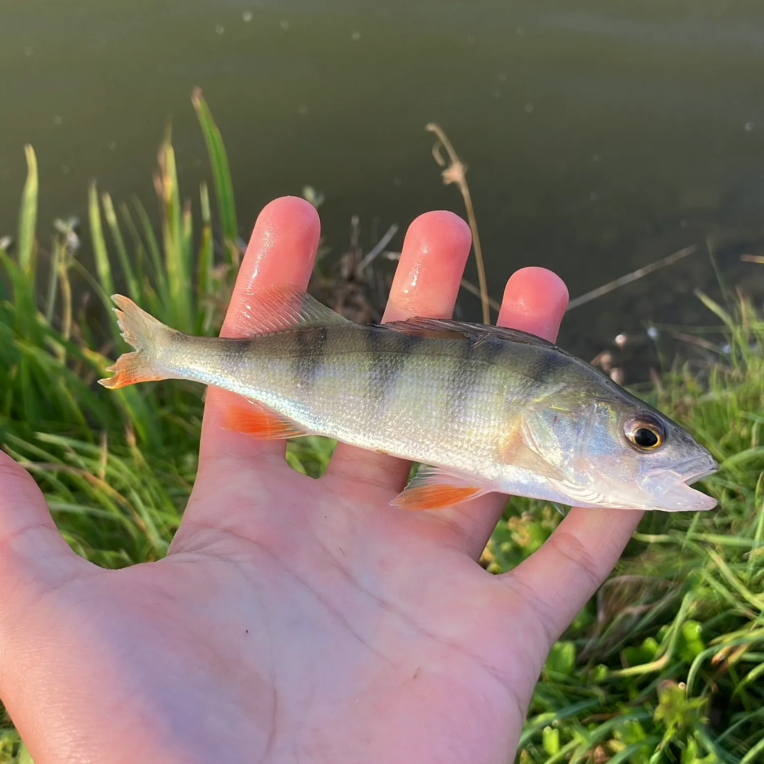 European perch caught on Fishbrain