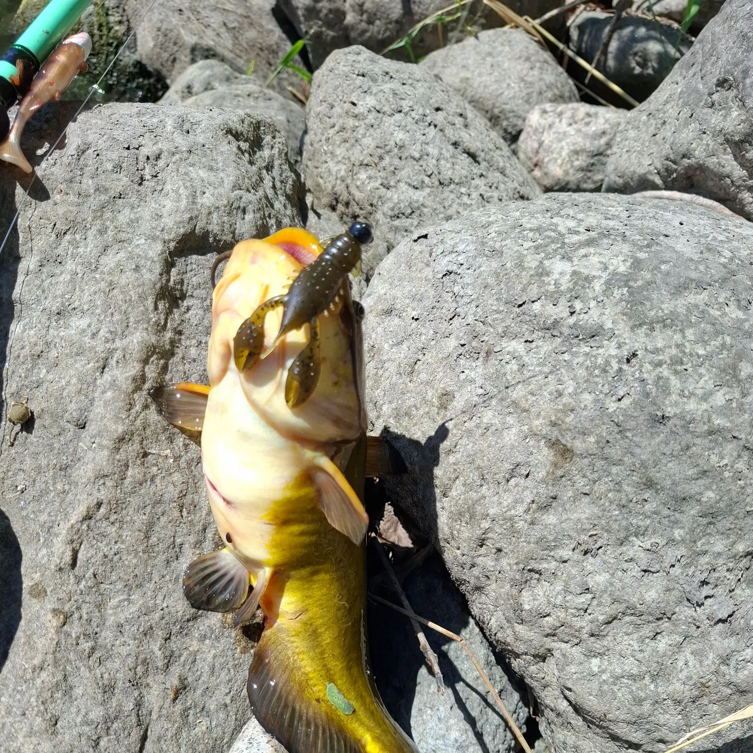 Yellow bullhead caught on Fishbrain