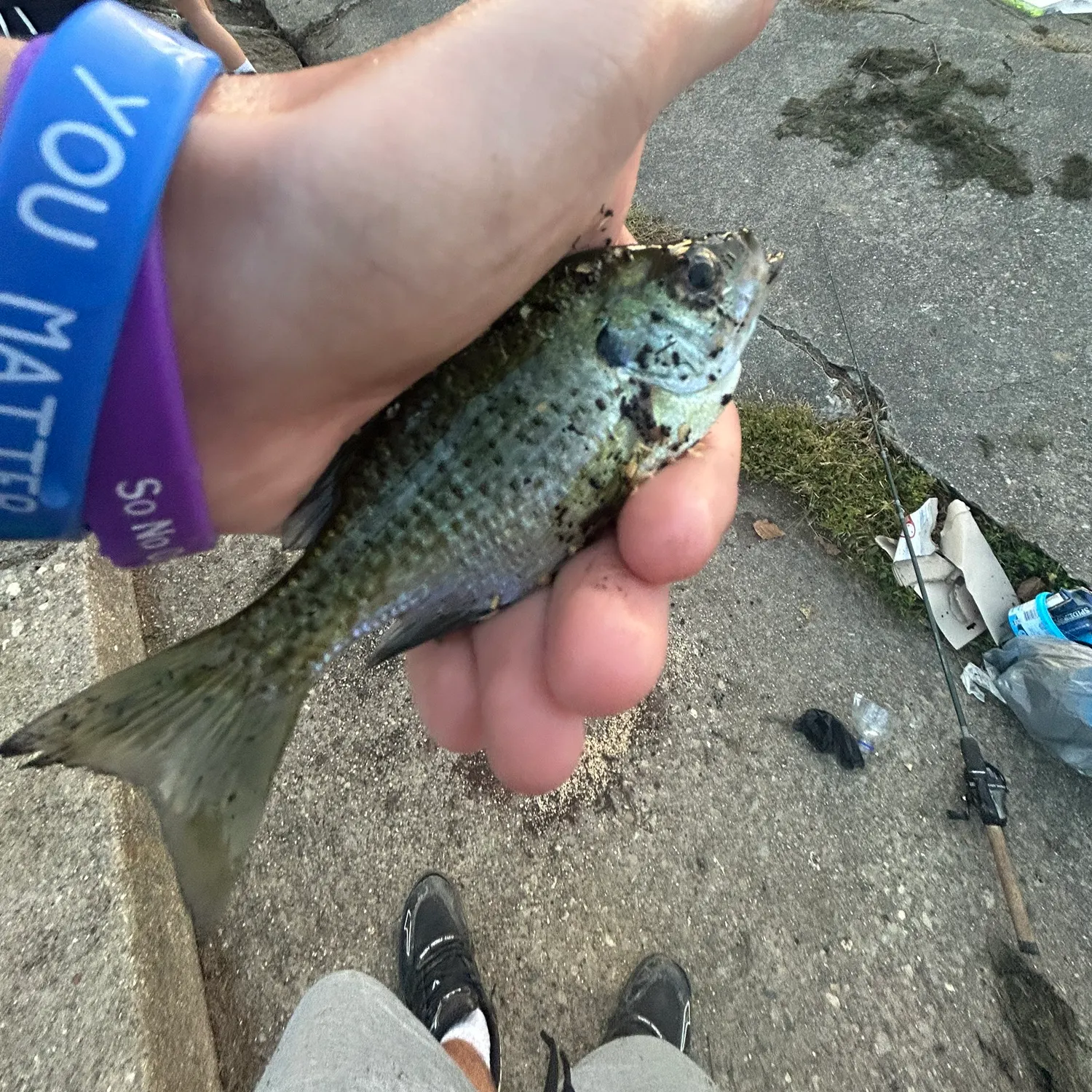 Bluegill caught on Fishbrain