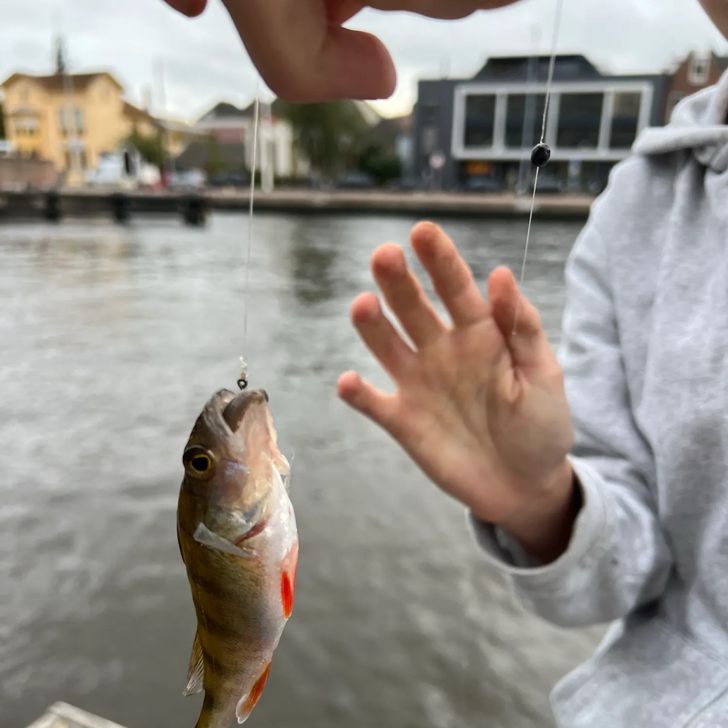 European perch caught on Fishbrain