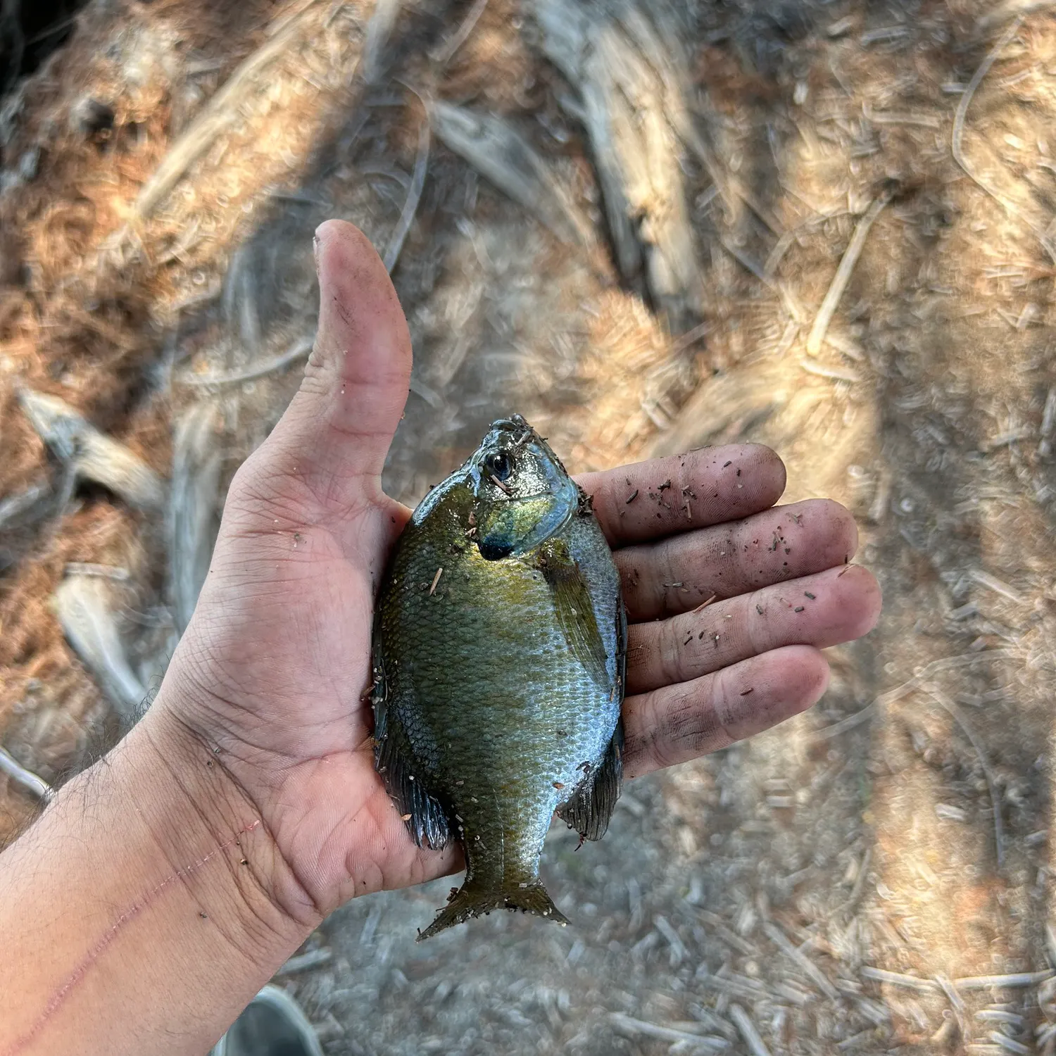 Bluegill caught on Fishbrain