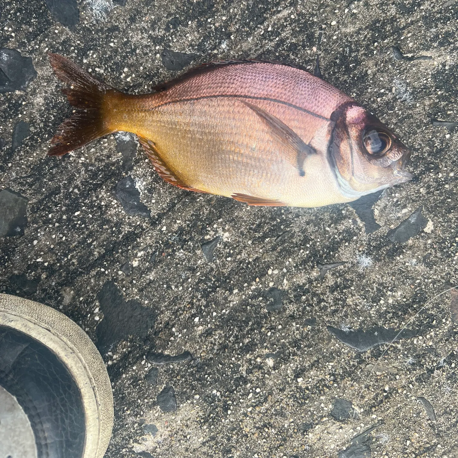 The most recent Bigeye stumpnose catches on Fishbrain