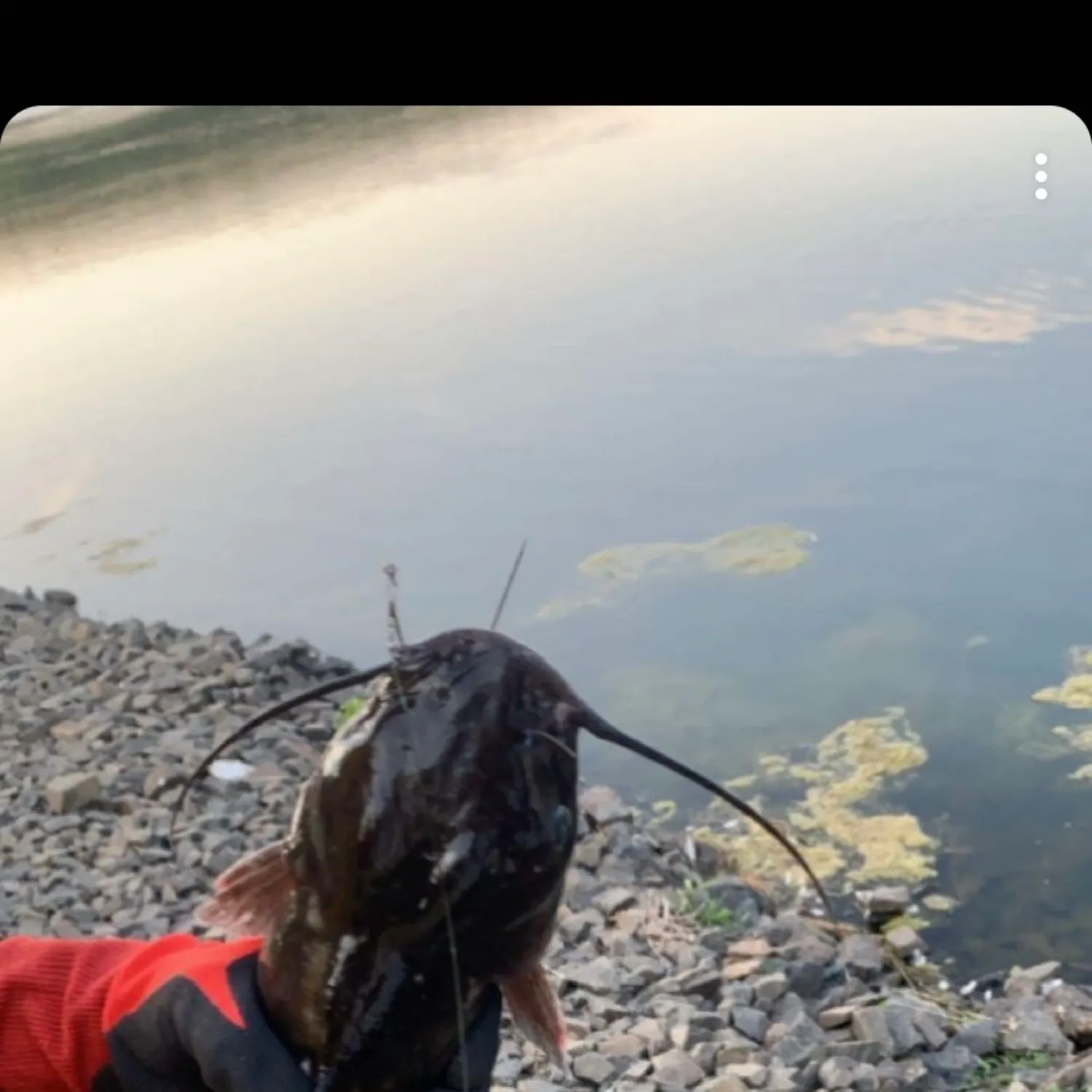 Black bullhead caught on Fishbrain