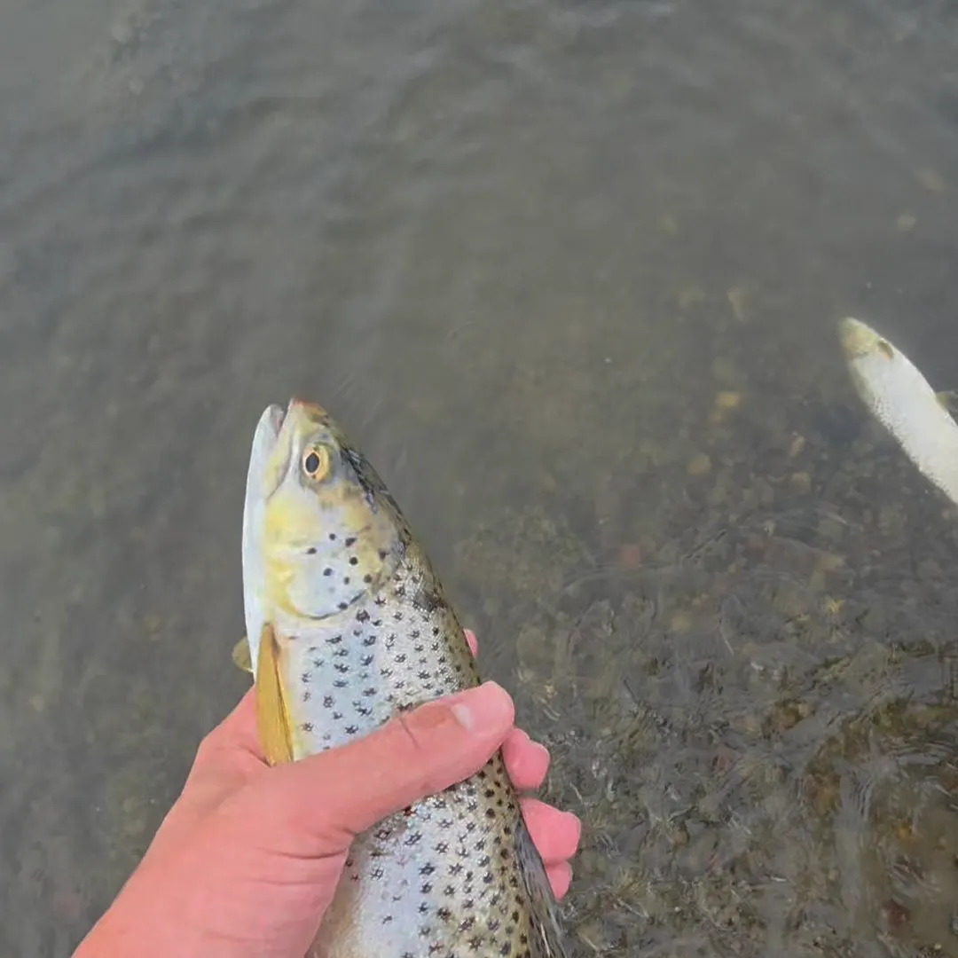Brown trout caught on Fishbrain