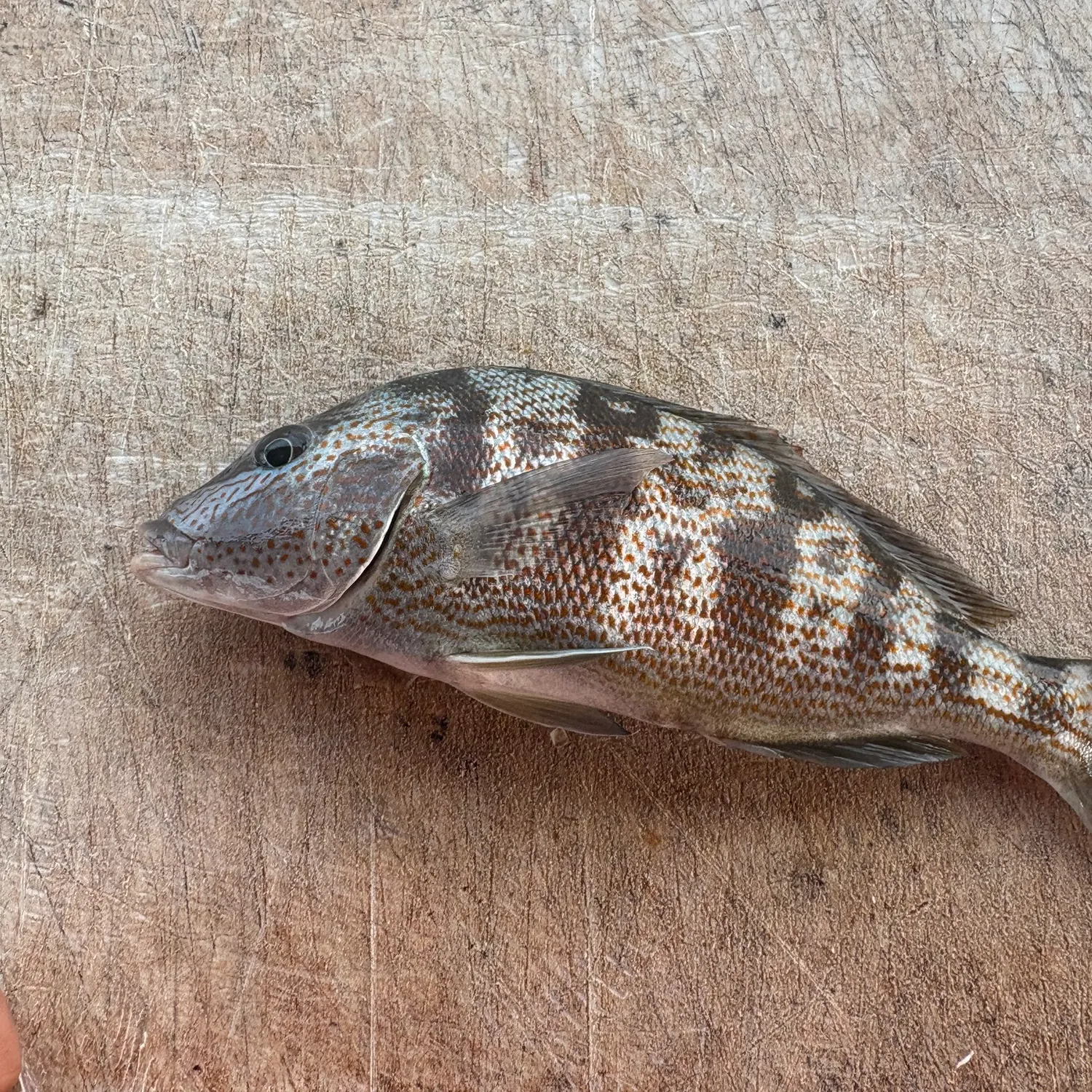 Pigfish caught on Fishbrain