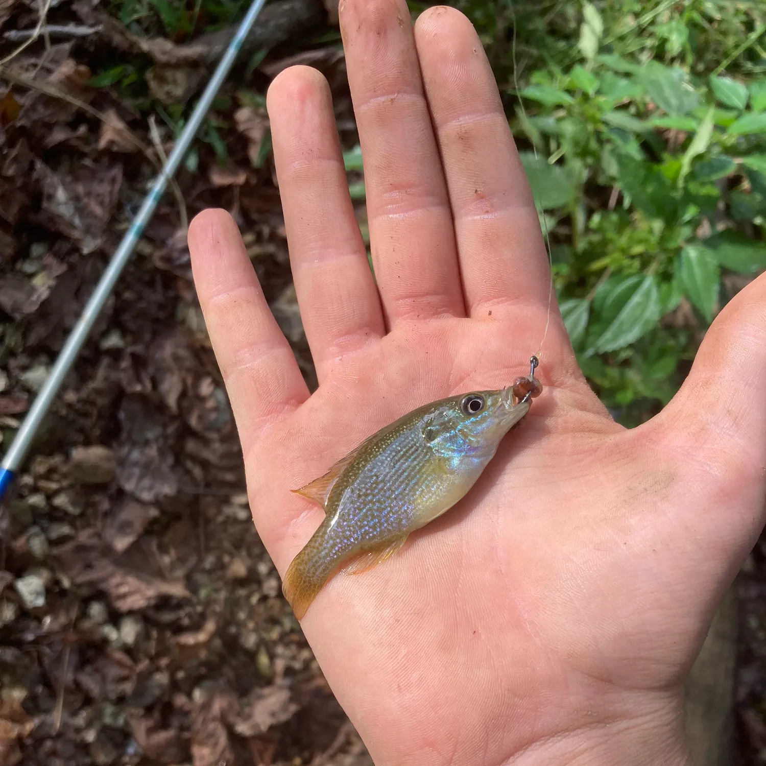 Green sunfish caught on Fishbrain