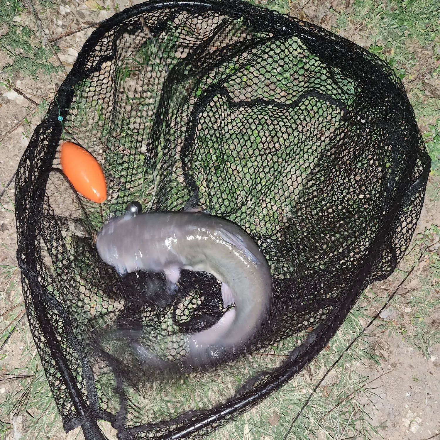 Channel catfish caught on Fishbrain