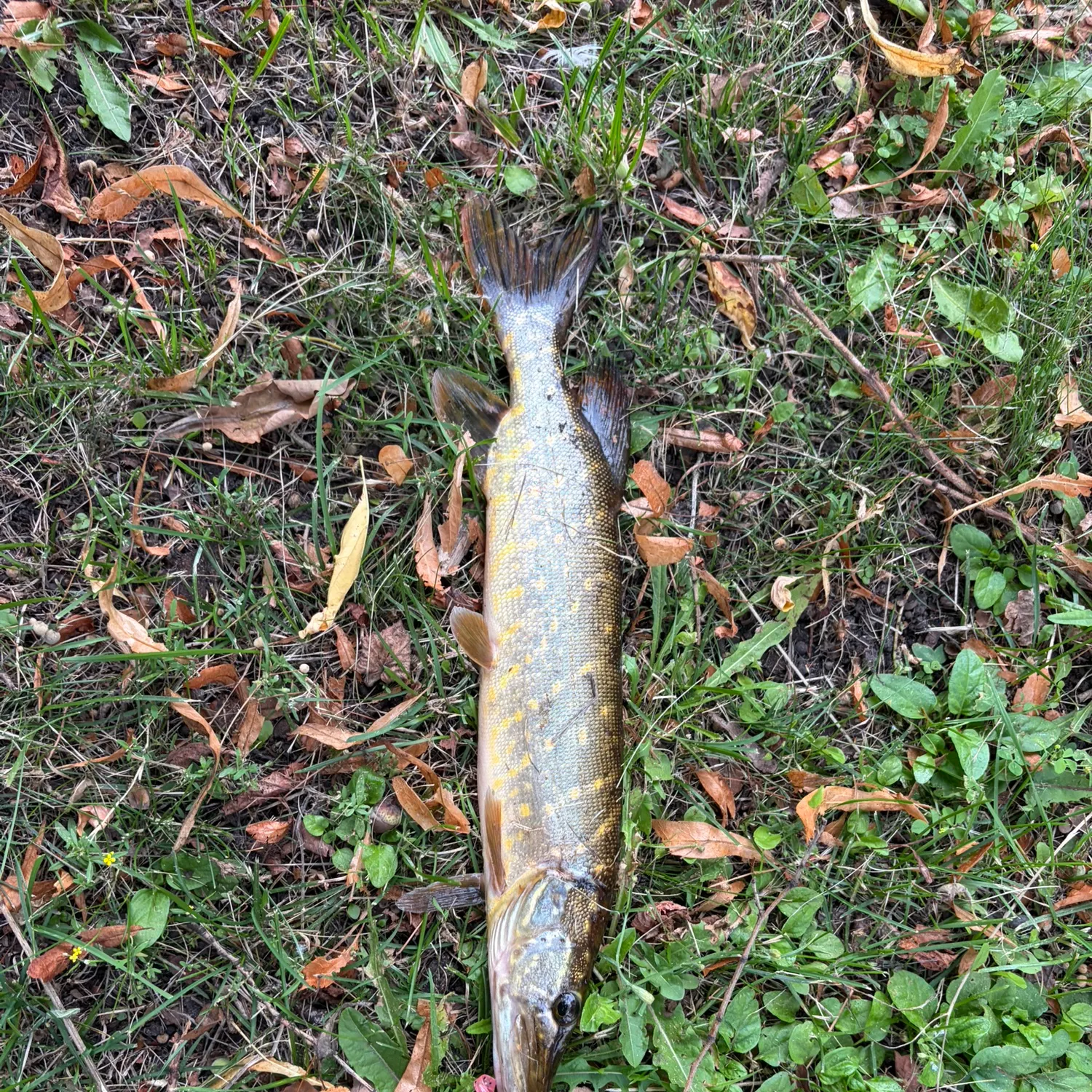 Northern pike caught on Fishbrain