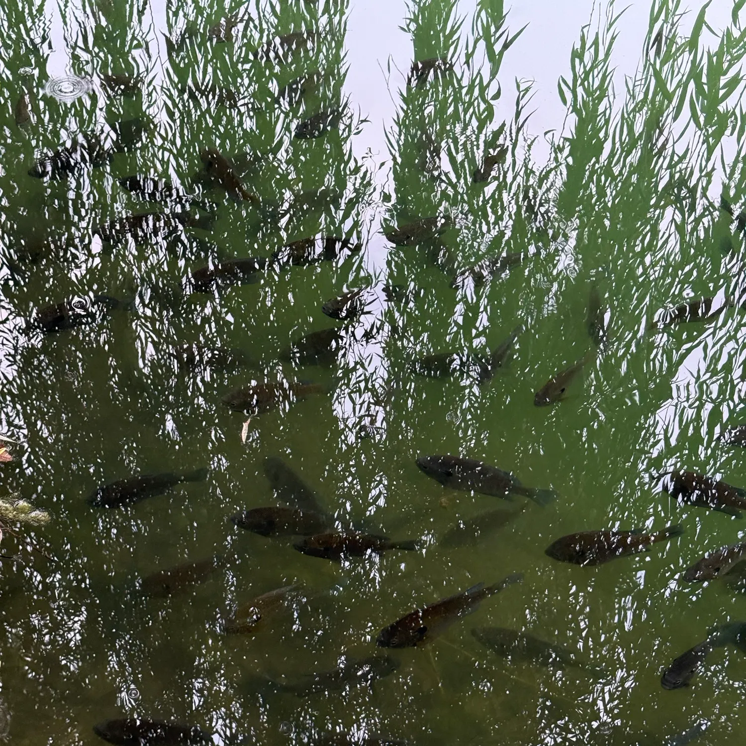 Fish caught on Fishbrain