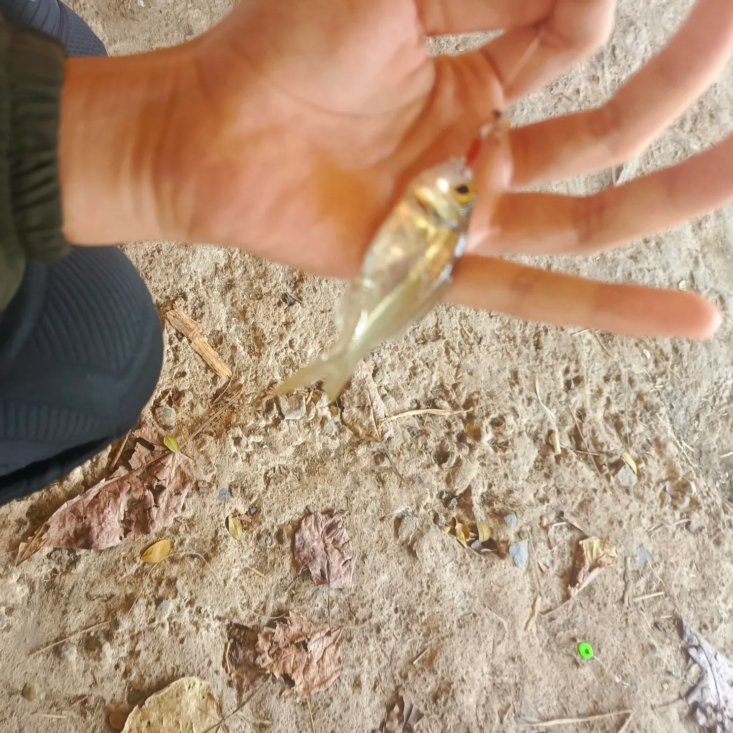 The most recent Giant trevally catches on Fishbrain