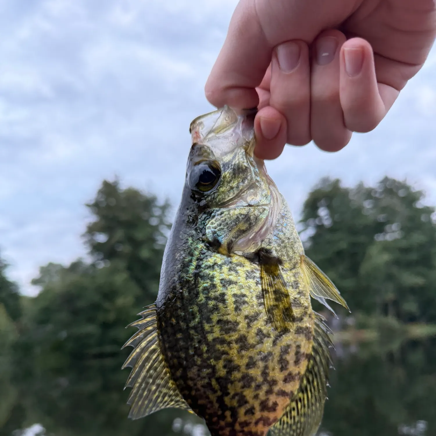 Black crappie caught on Fishbrain