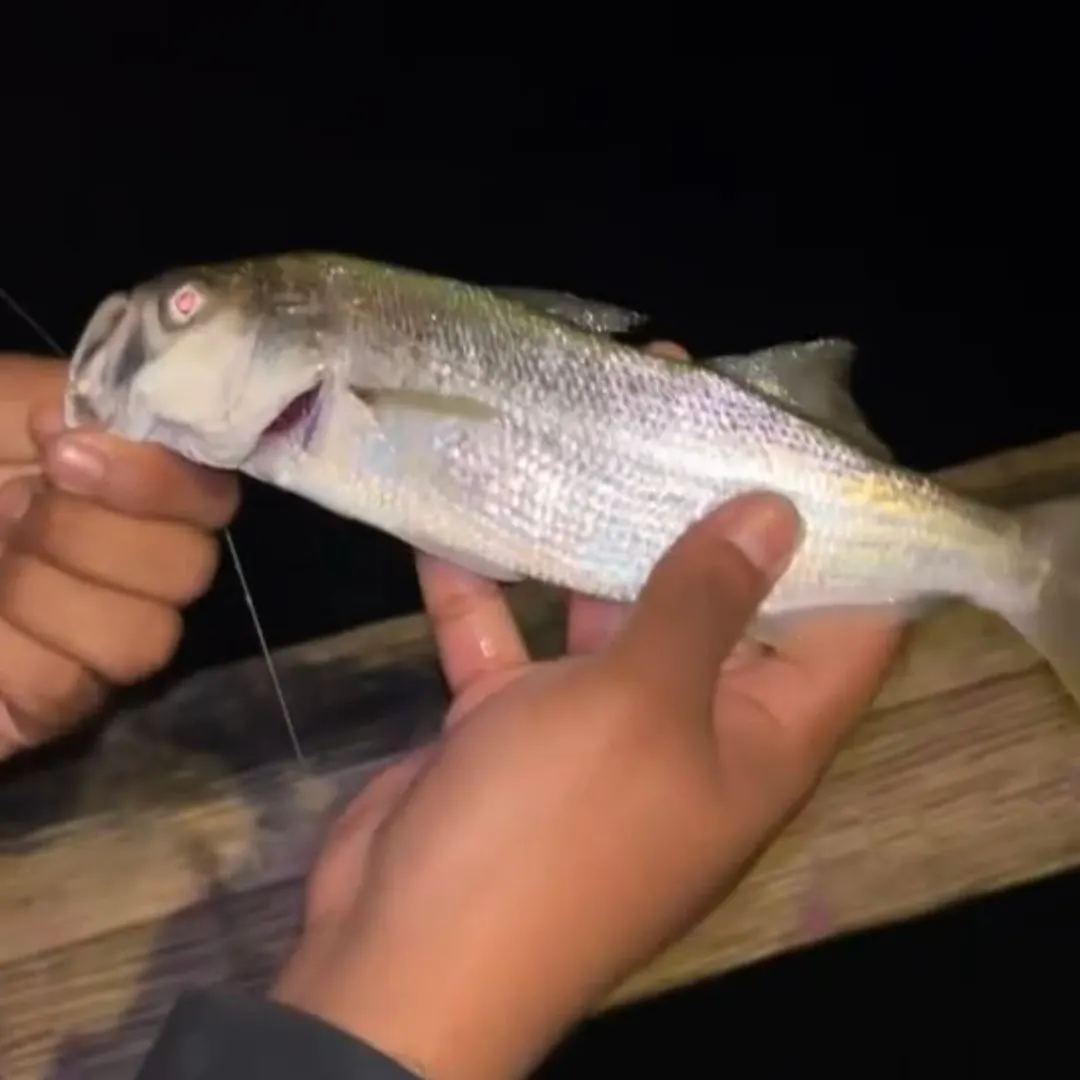 The most recent Queenfish catches on Fishbrain