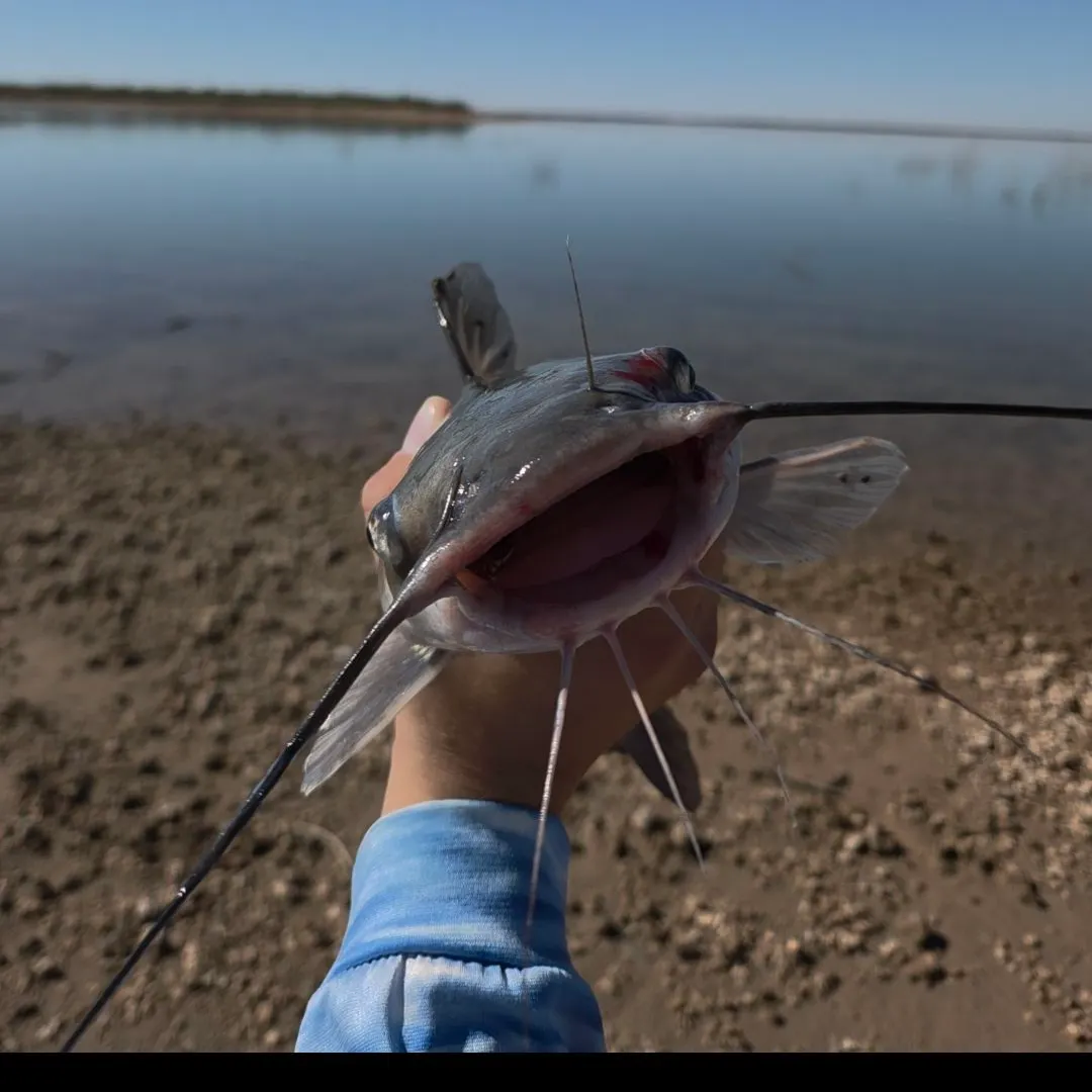 Channel catfish caught on Fishbrain