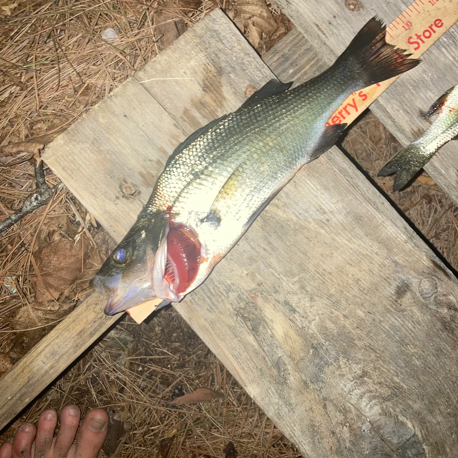 recently logged catches