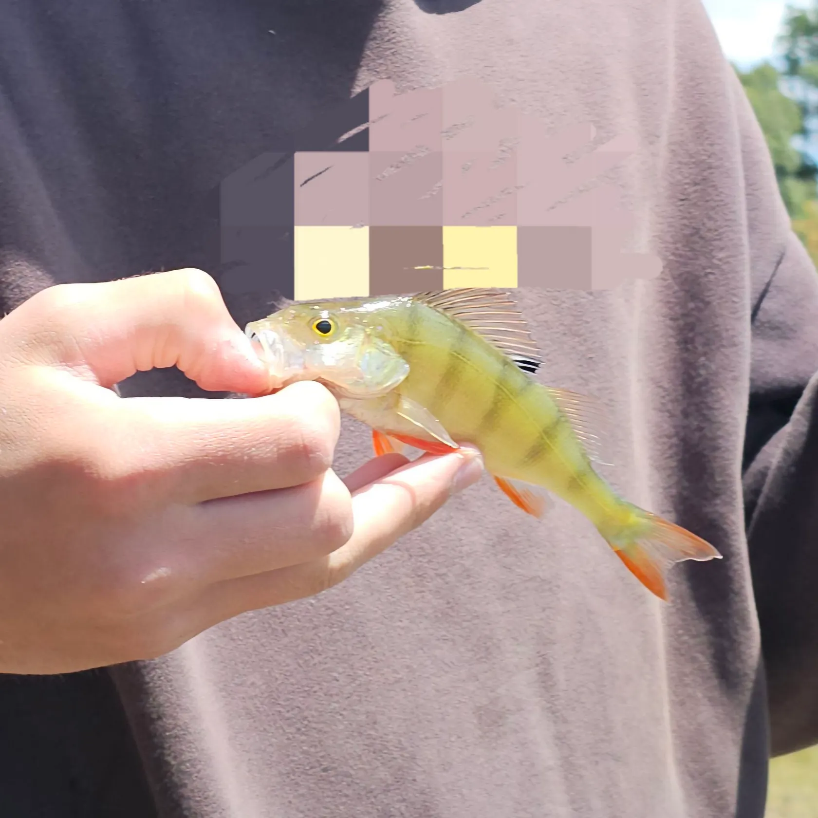 The most recent European perch catches on Fishbrain