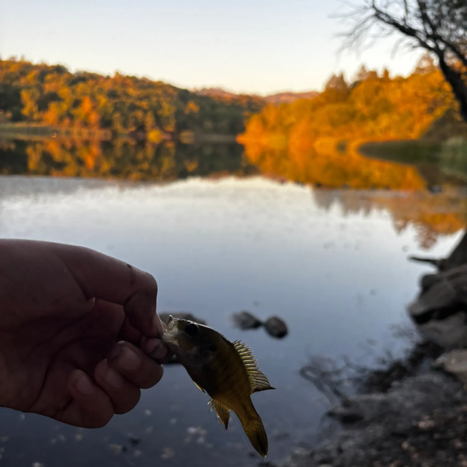 Green sunfish caught on Fishbrain