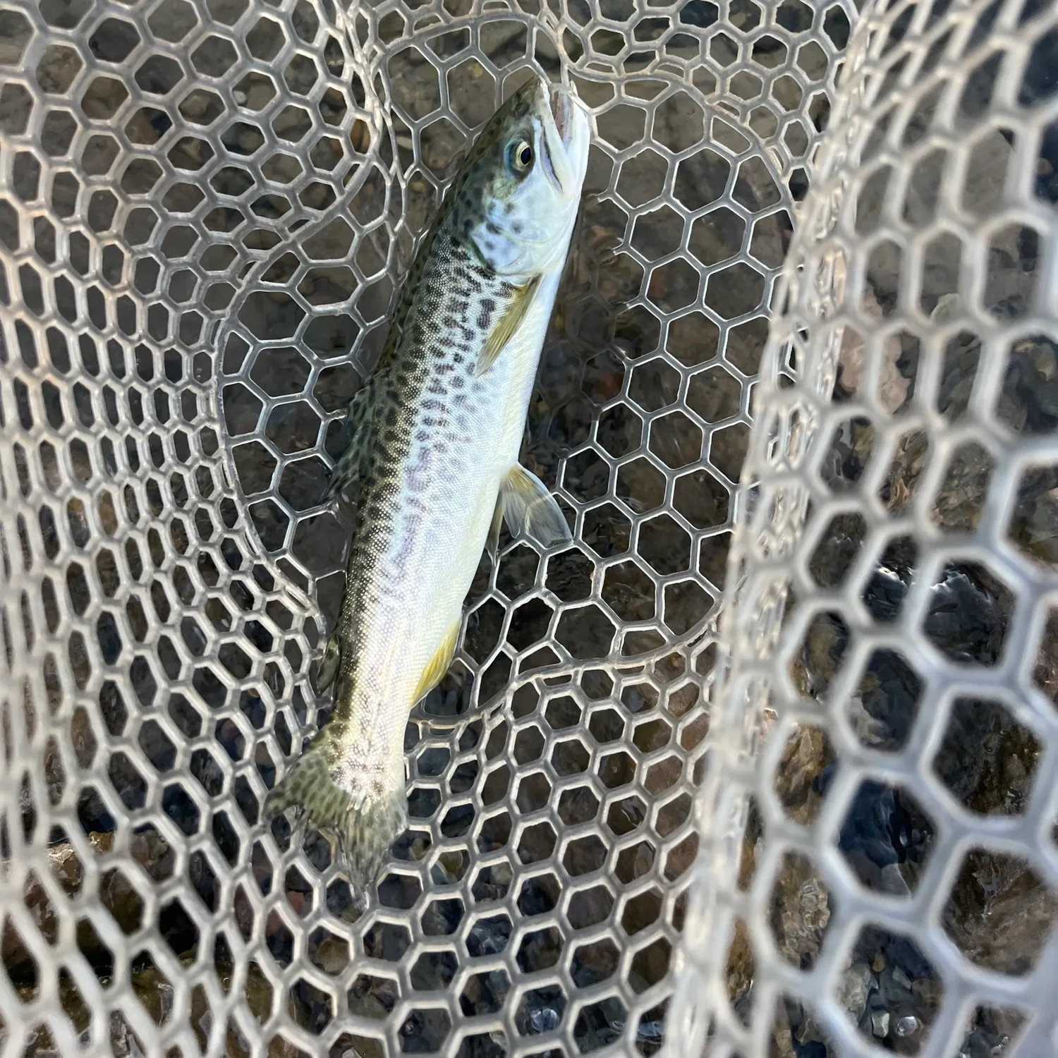 The most recent Tiger trout catches on Fishbrain