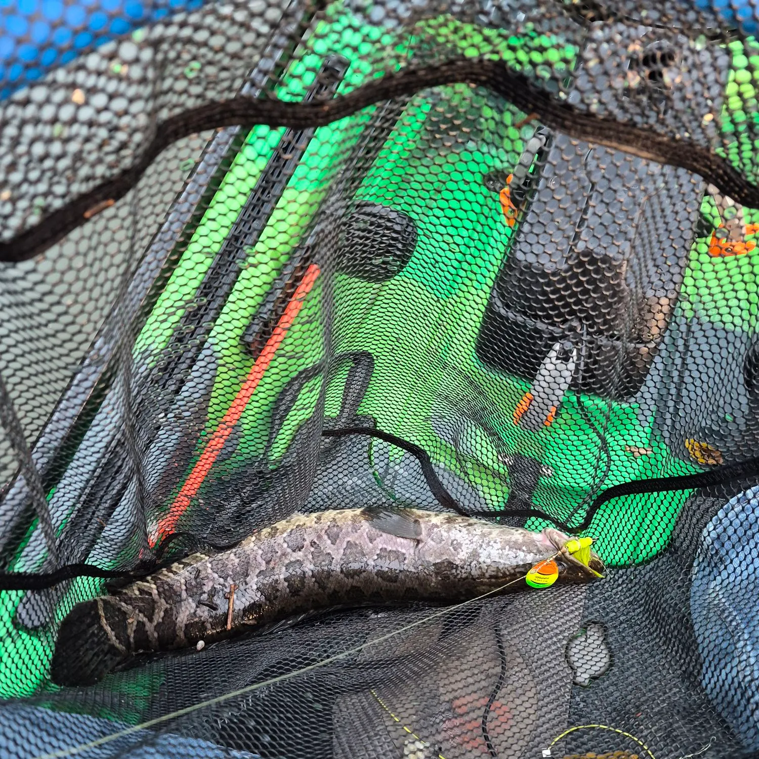 Northern snakehead caught on Fishbrain