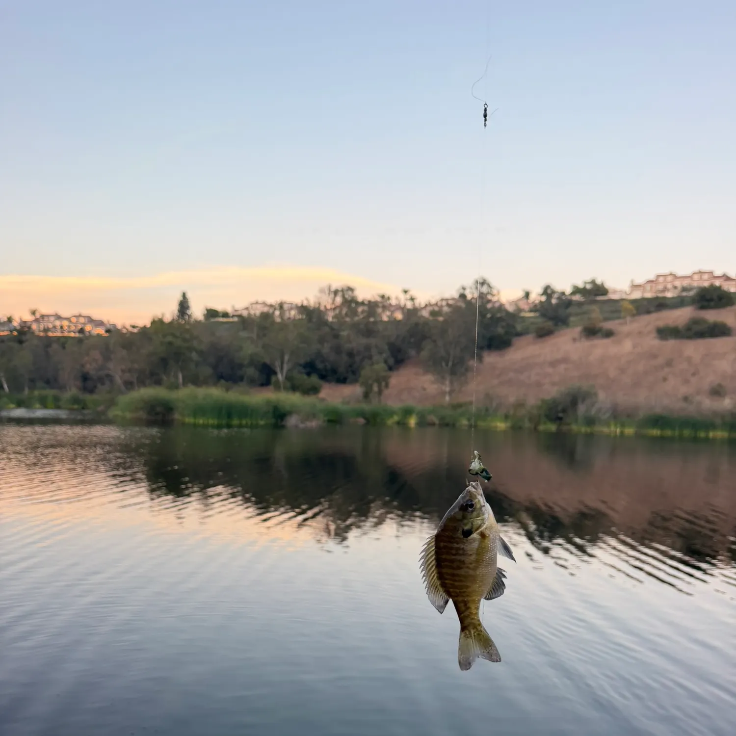 Bluegill caught on Fishbrain