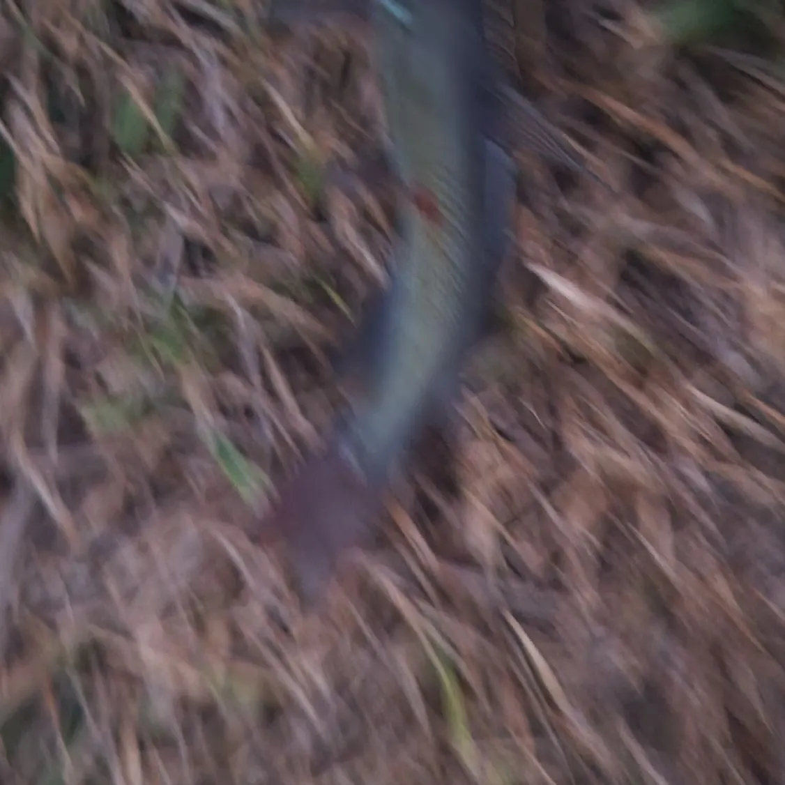 Channel catfish caught on Fishbrain