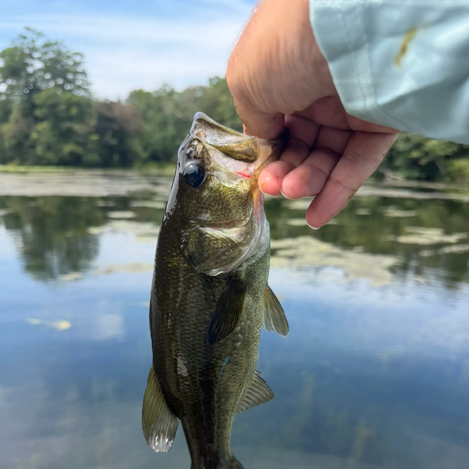 Largemouth bass caught on Fishbrain