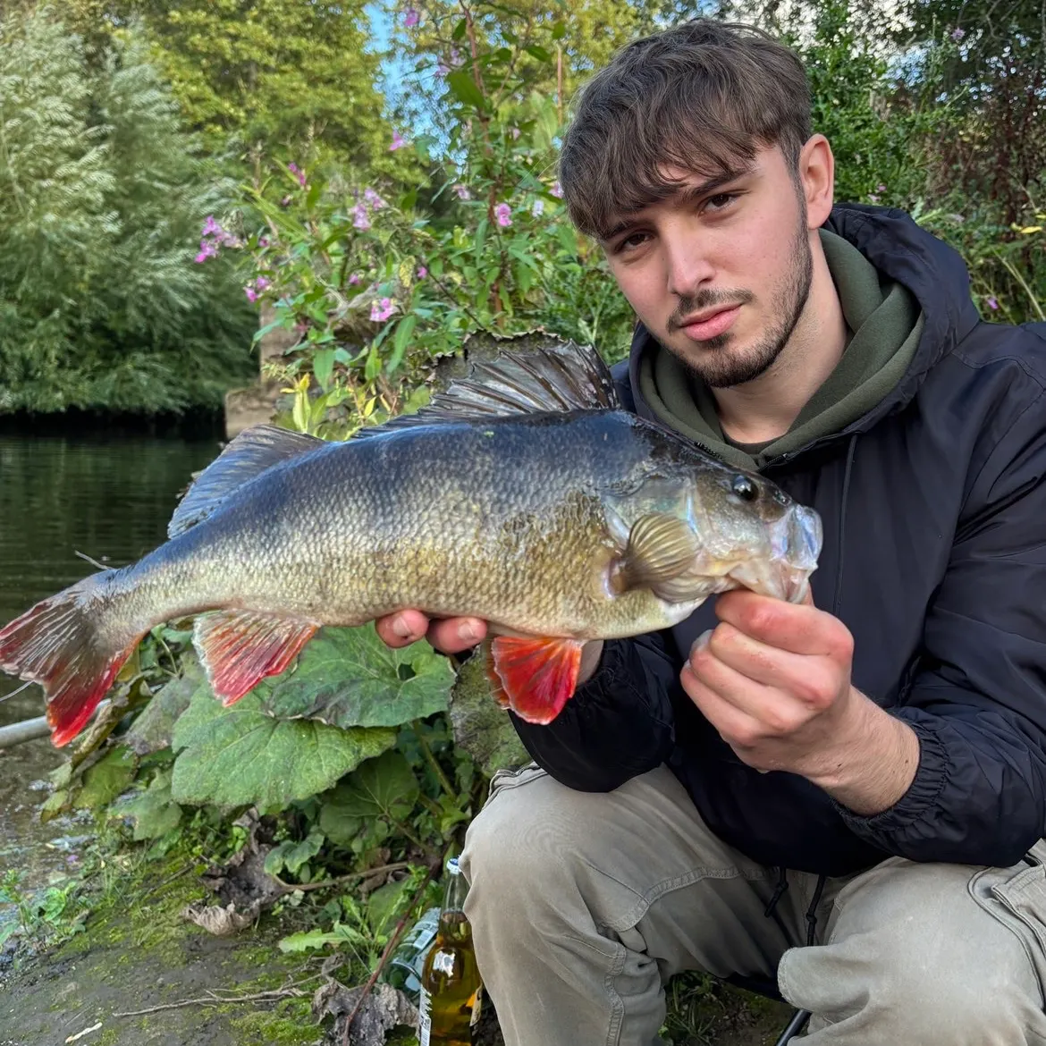 European perch caught on Fishbrain