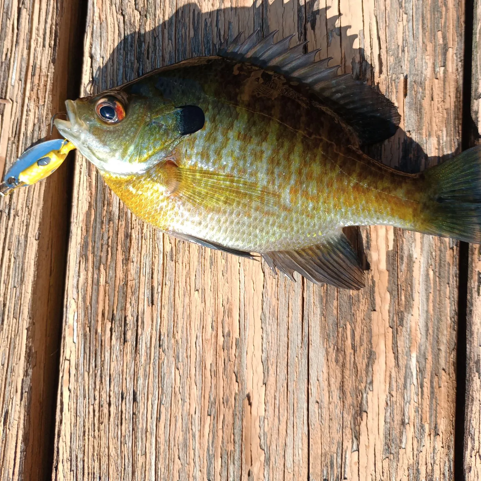Greengill hybrid caught on Fishbrain