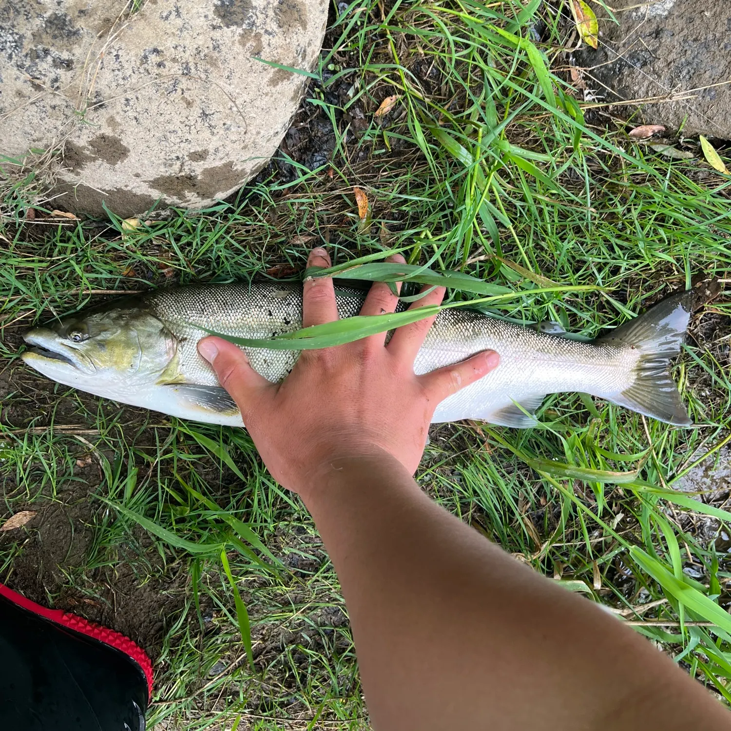 The most popular recent Cherry salmon catch on Fishbrain