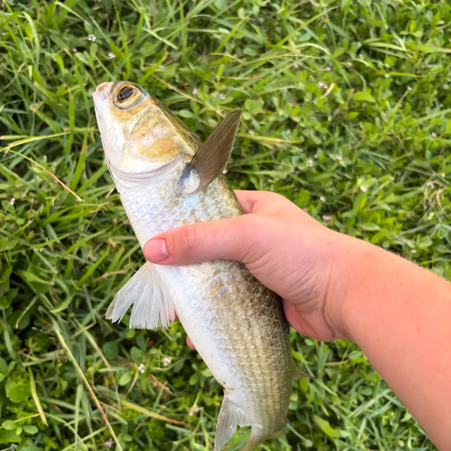 The most recent Striped mullet catches on Fishbrain