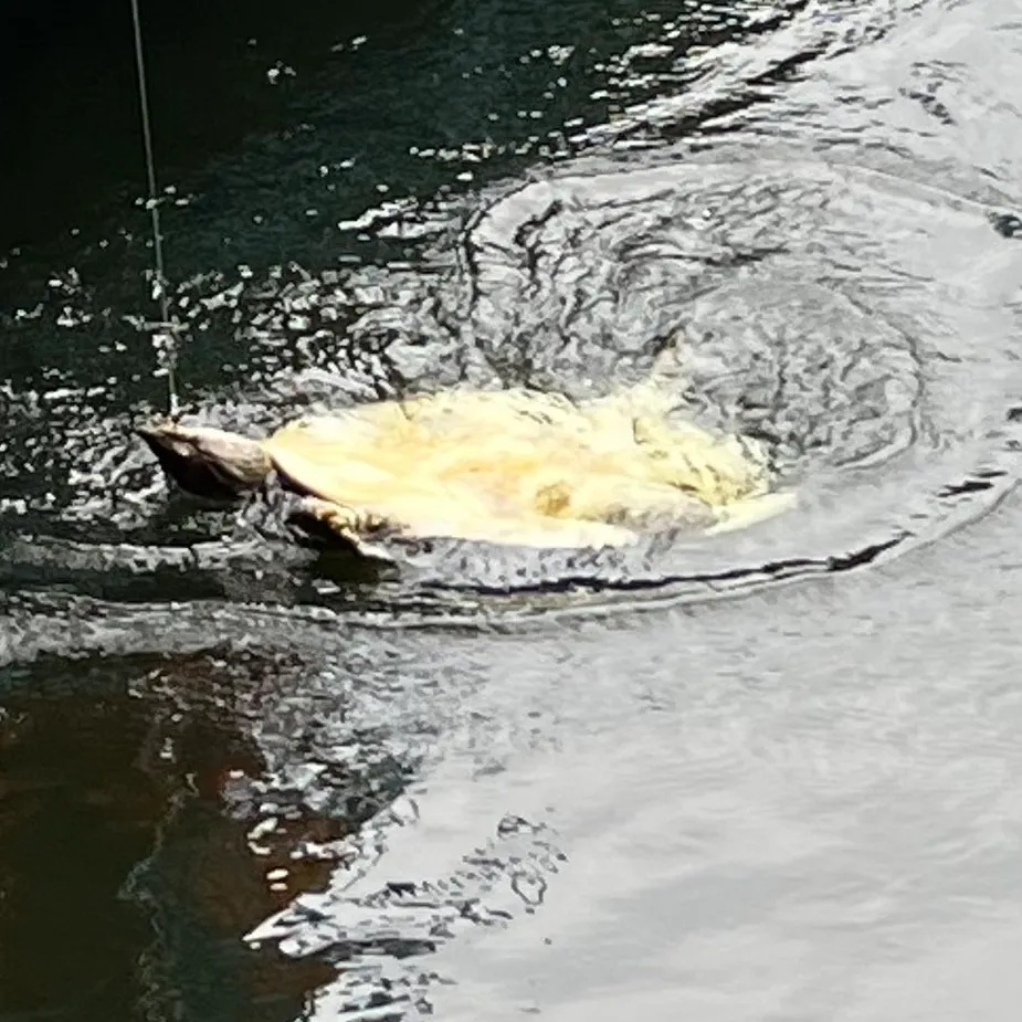 The most recent Spiny softshell turtle catches on Fishbrain